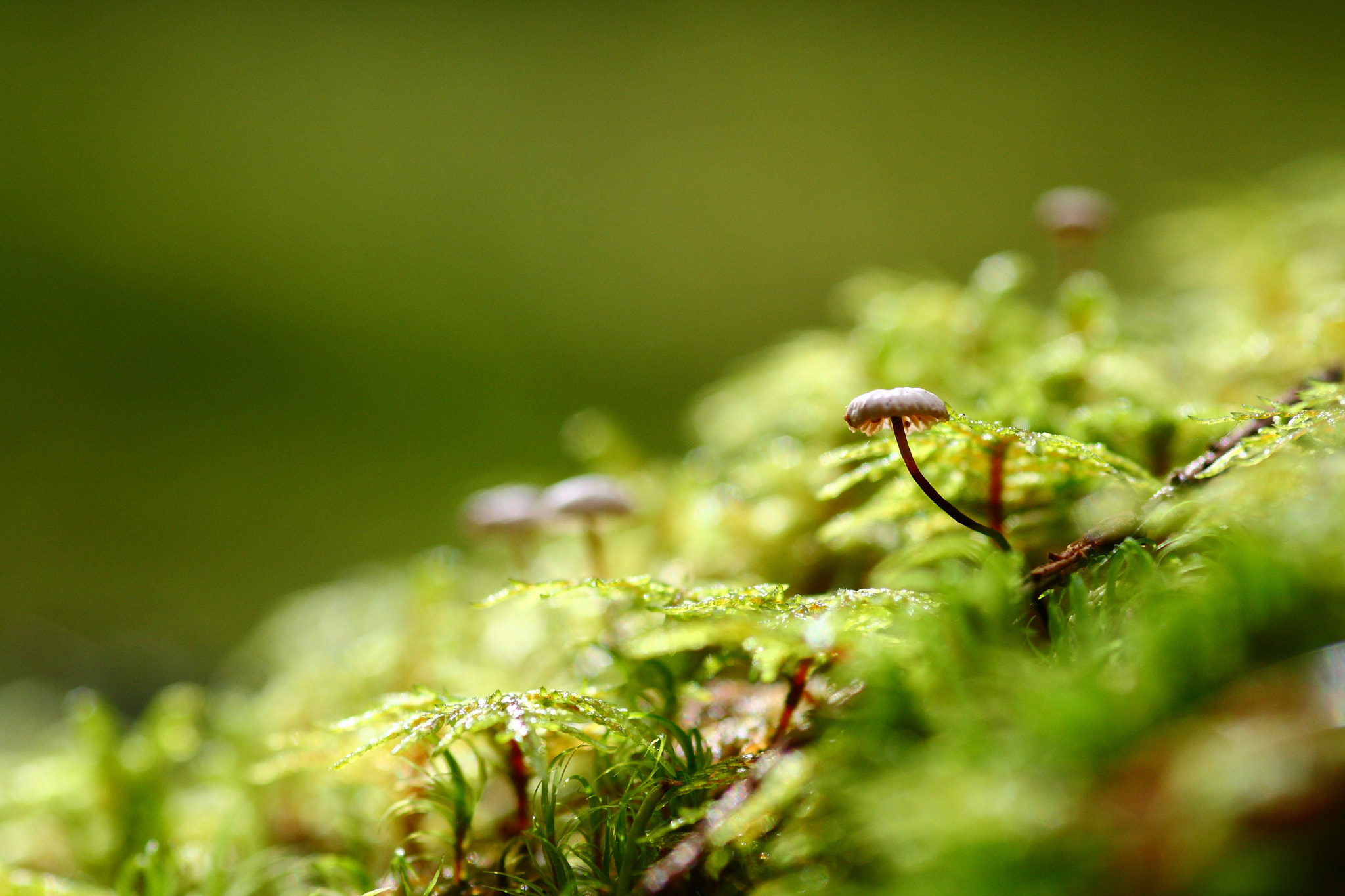 Sigma 105mm F2.8 EX DG Macro sample photo. Untitled photography