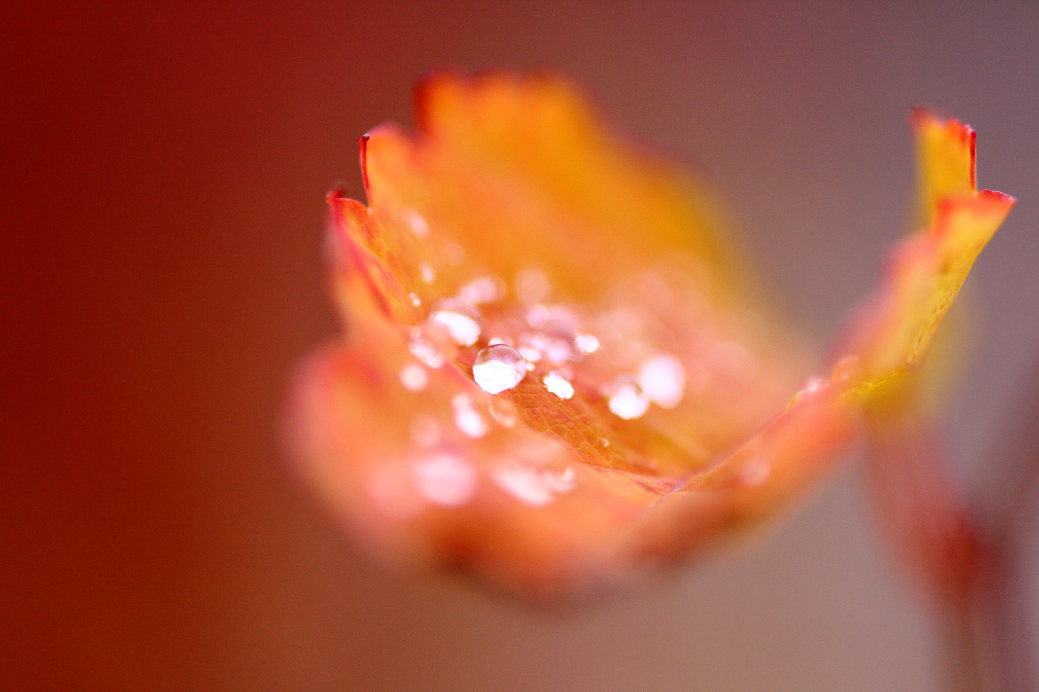 Sigma 105mm F2.8 EX DG Macro sample photo. Untitled photography