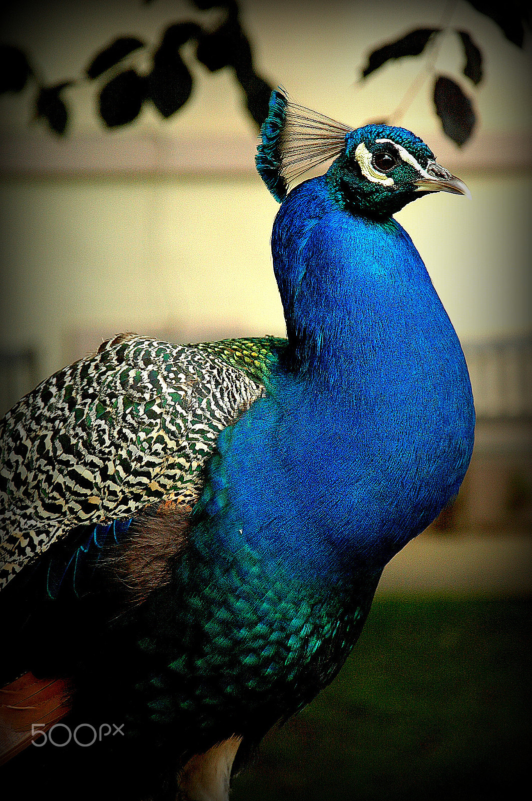 Nikon D70s sample photo. Beautiful peacock photography