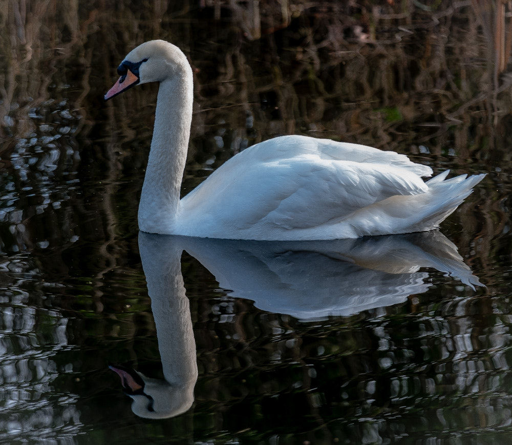 Fujifilm X-Pro2 + Fujifilm XF 50-140mm F2.8 R LM OIS WR sample photo. Swan photography