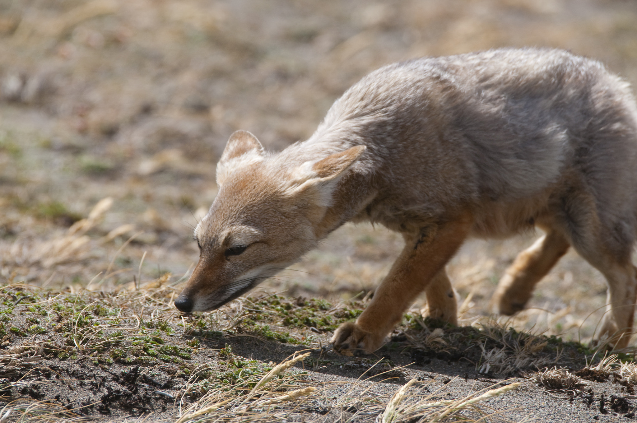 Sigma 120-400mm F4.5-5.6 DG OS HSM sample photo. Snoopy fox photography