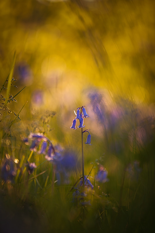 Canon EF 180mm F3.5L Macro USM sample photo. Bluebells in spring photography