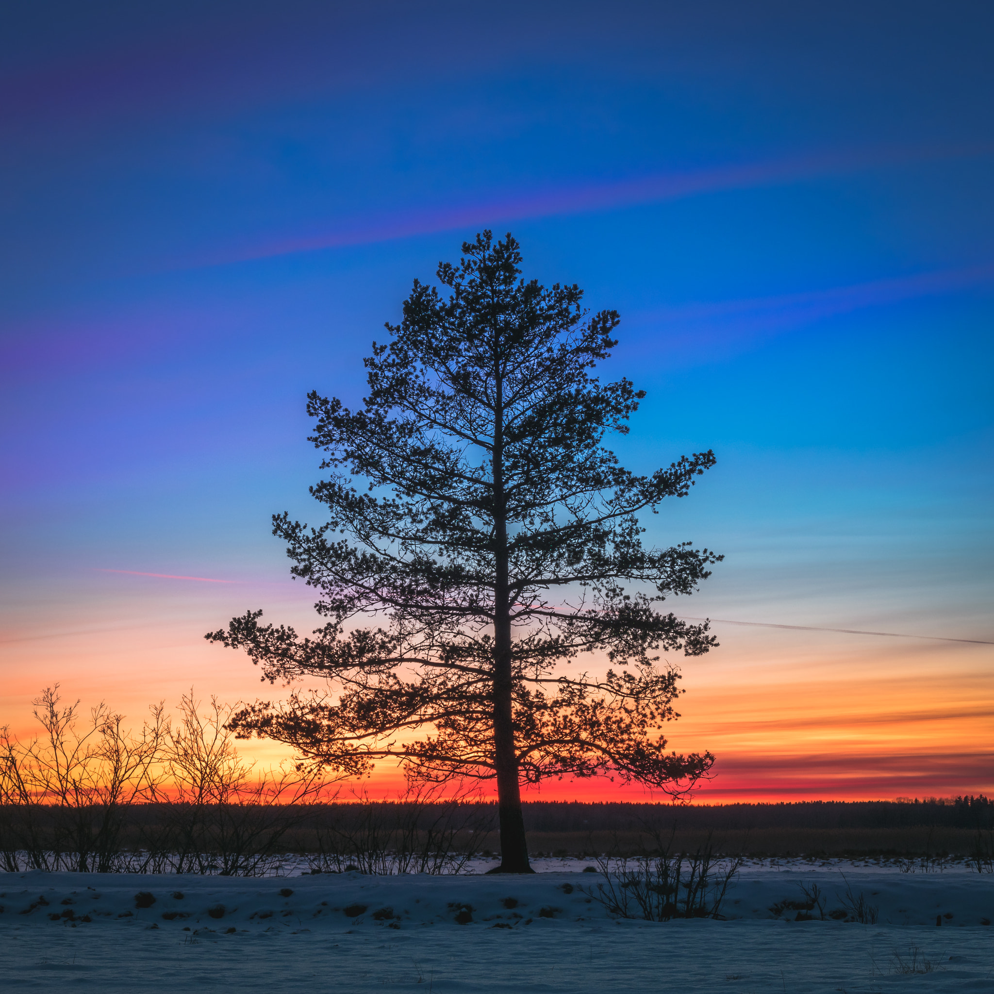 Sigma 17-50mm F2.8 EX DC OS HSM sample photo. A pine tree photography