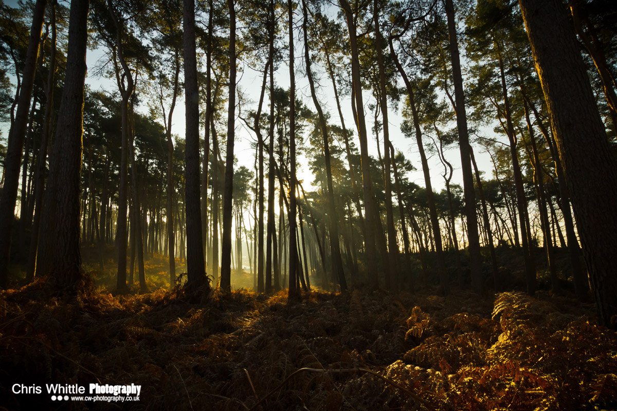 Sigma 10-20mm F3.5 EX DC HSM sample photo. Pine sunlight photography