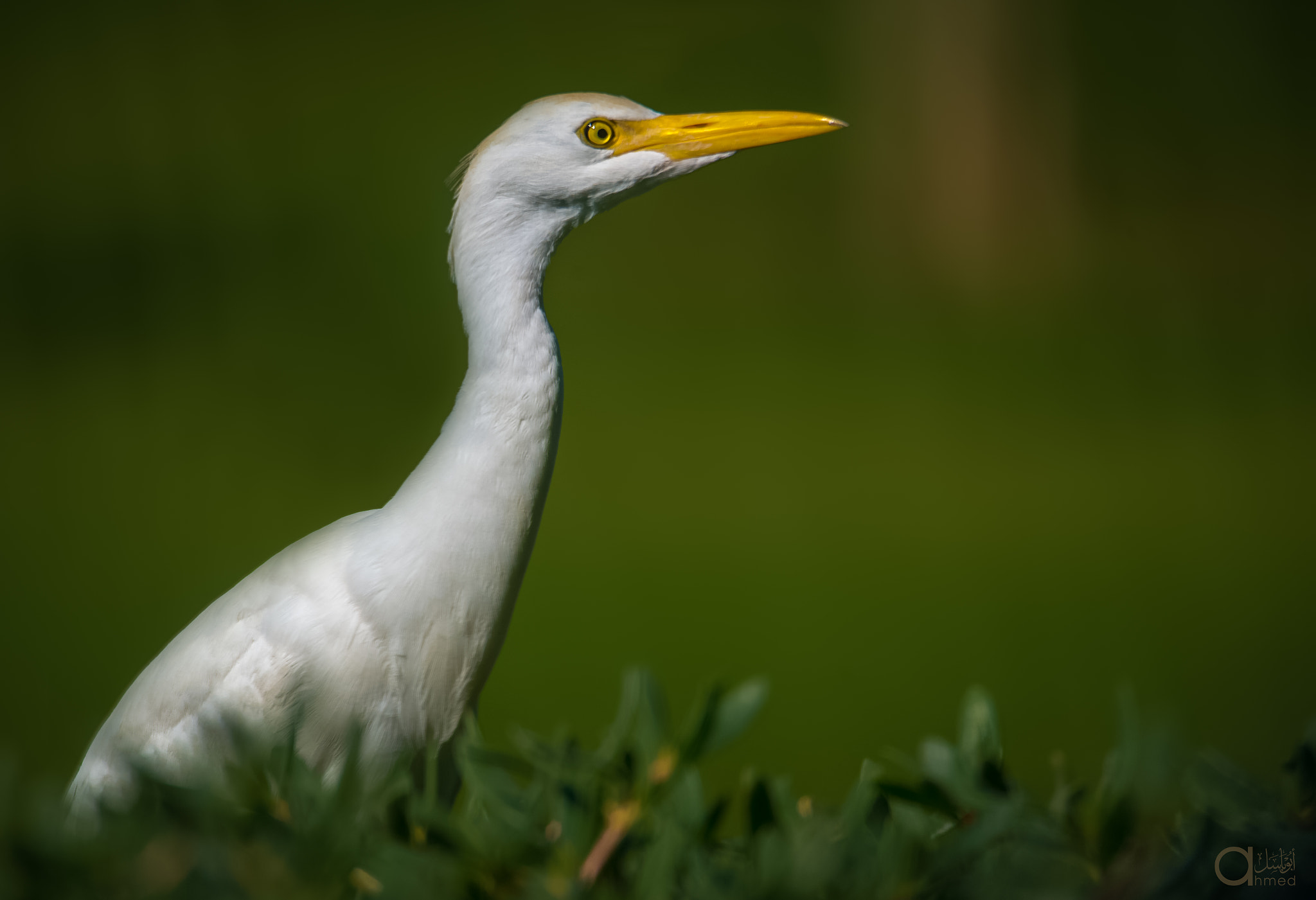 Sigma 150-600mm F5-6.3 DG OS HSM | S sample photo