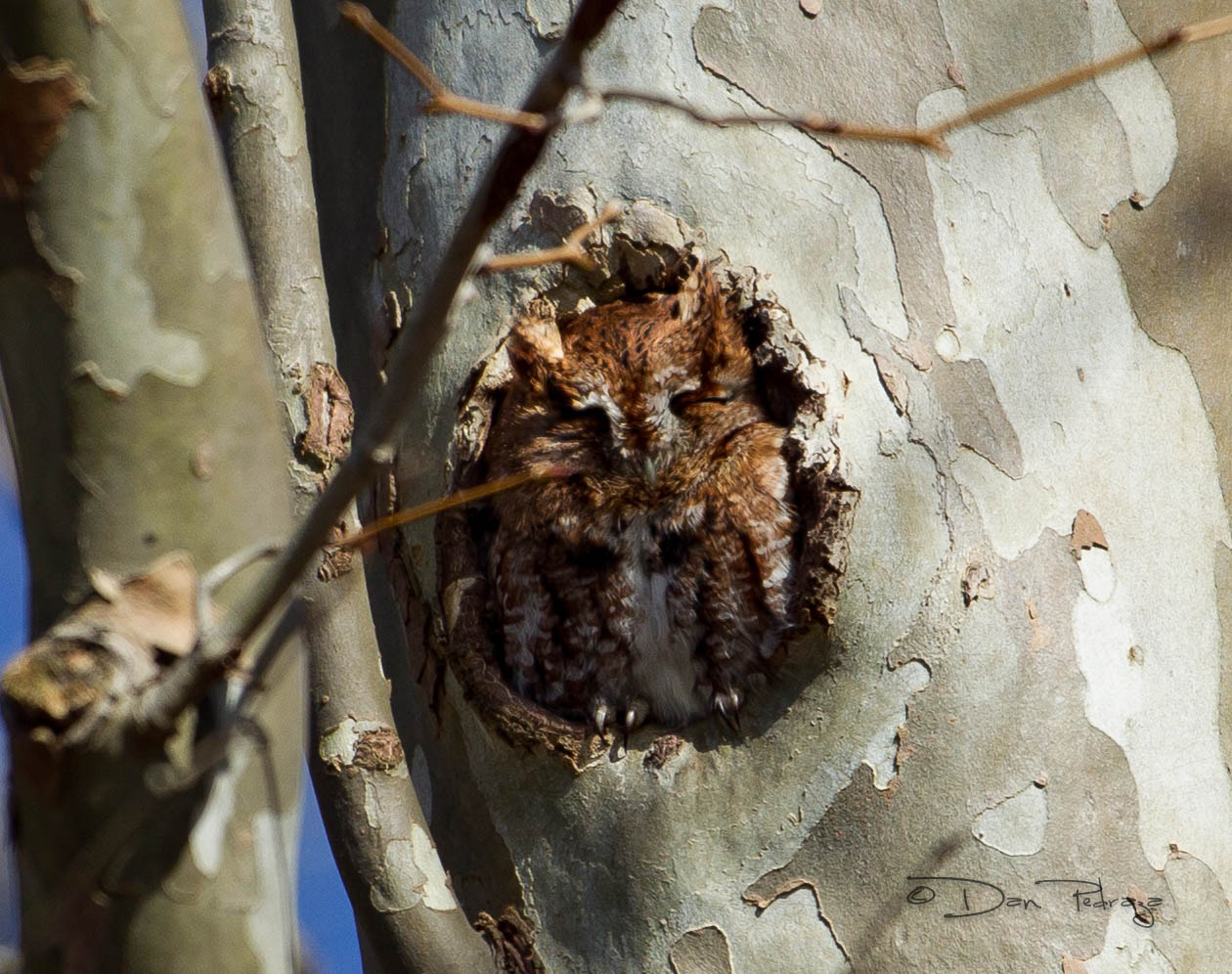 Canon EF 600mm f/4L IS sample photo. Red-morph screech owl photography