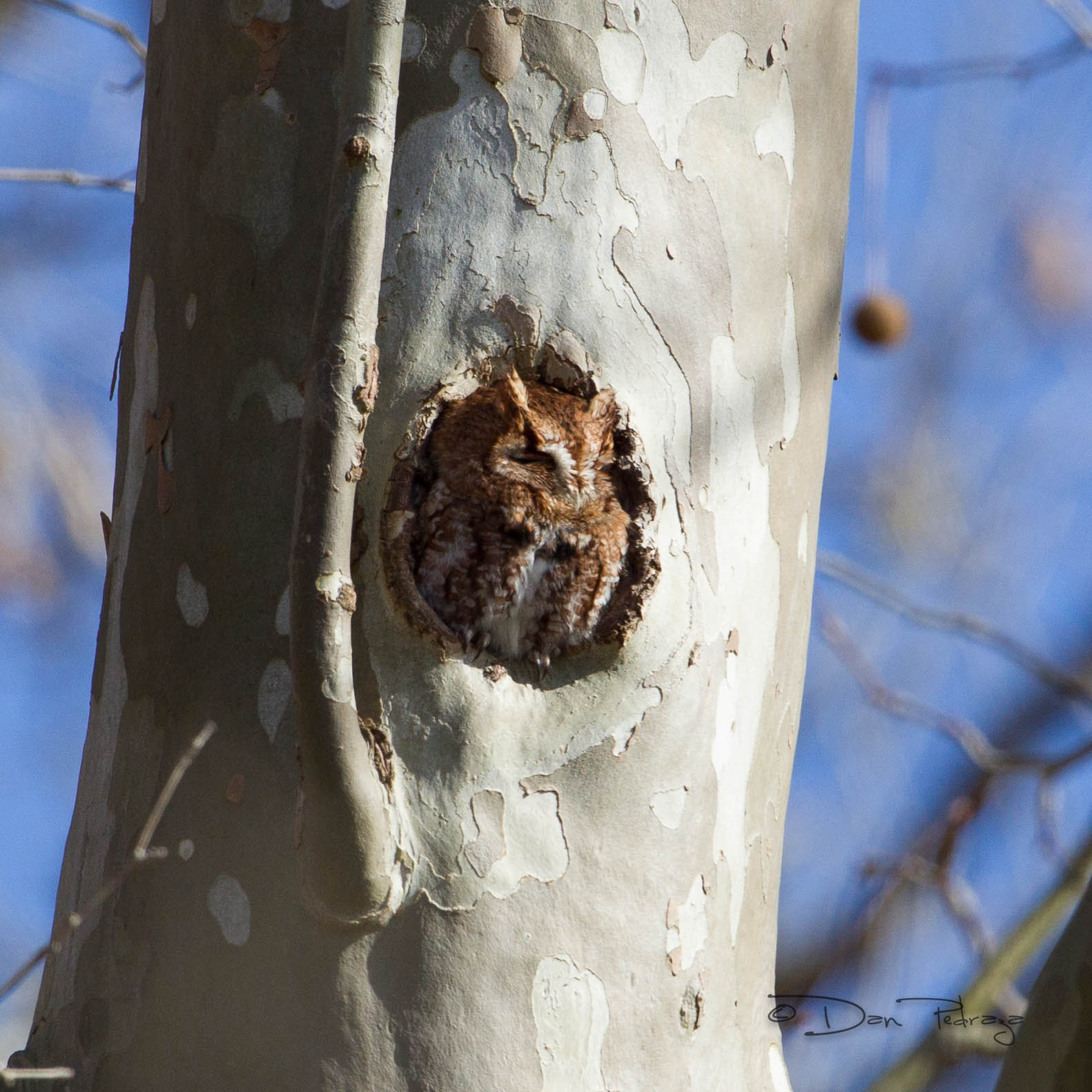 Canon EOS-1D Mark IV + Canon EF 600mm f/4L IS sample photo. Red morph screech owl photography