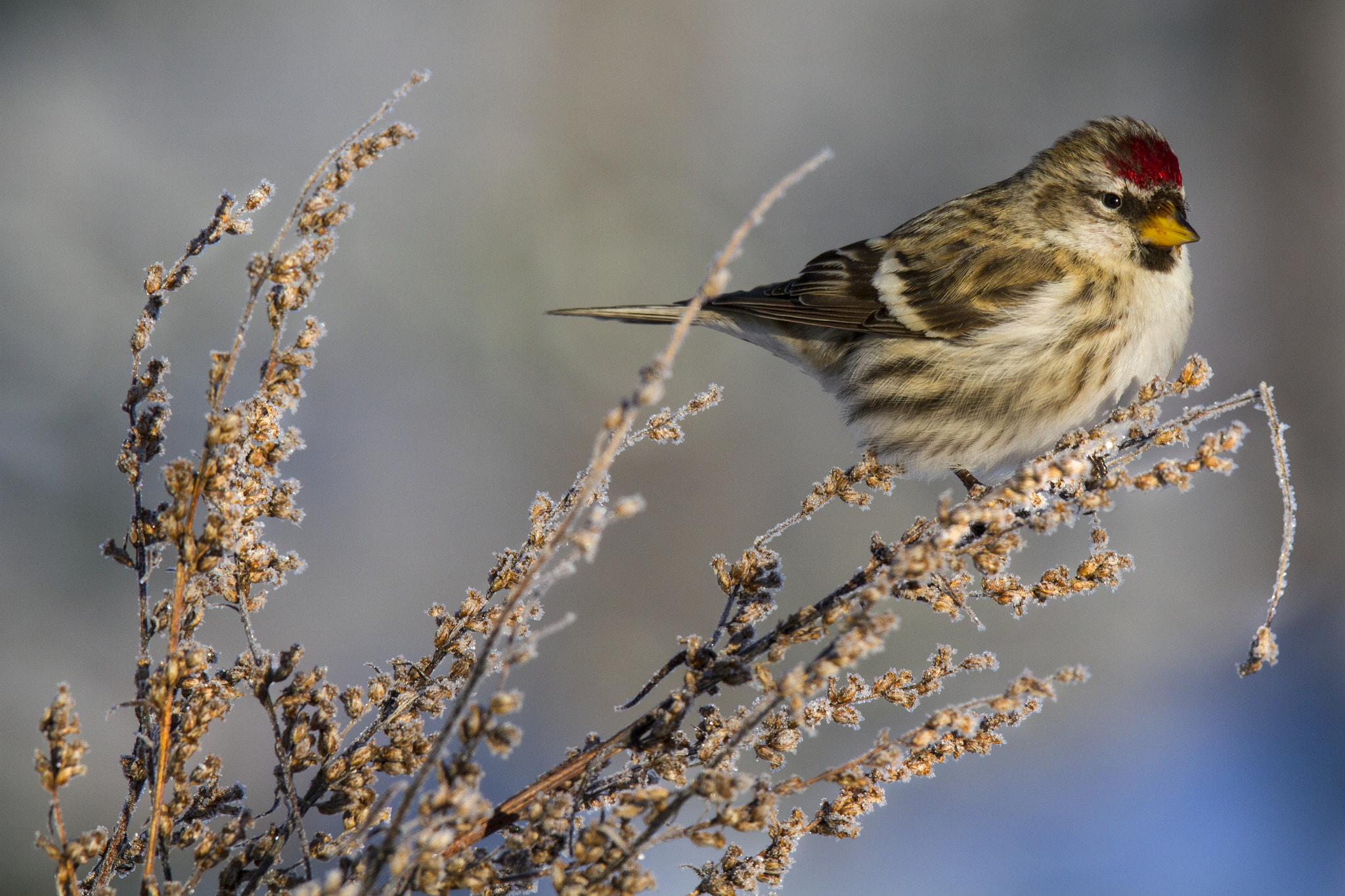 Canon EOS 7D + Canon EF 300mm F2.8L IS USM sample photo. Common redpoll (carduelis flammea) photography