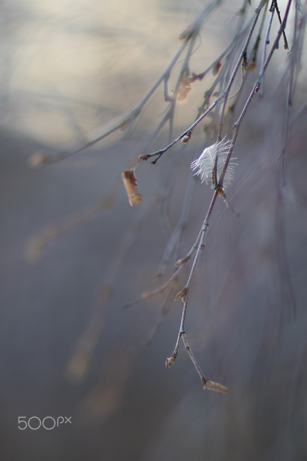Canon EF 85mm F1.2L II USM sample photo