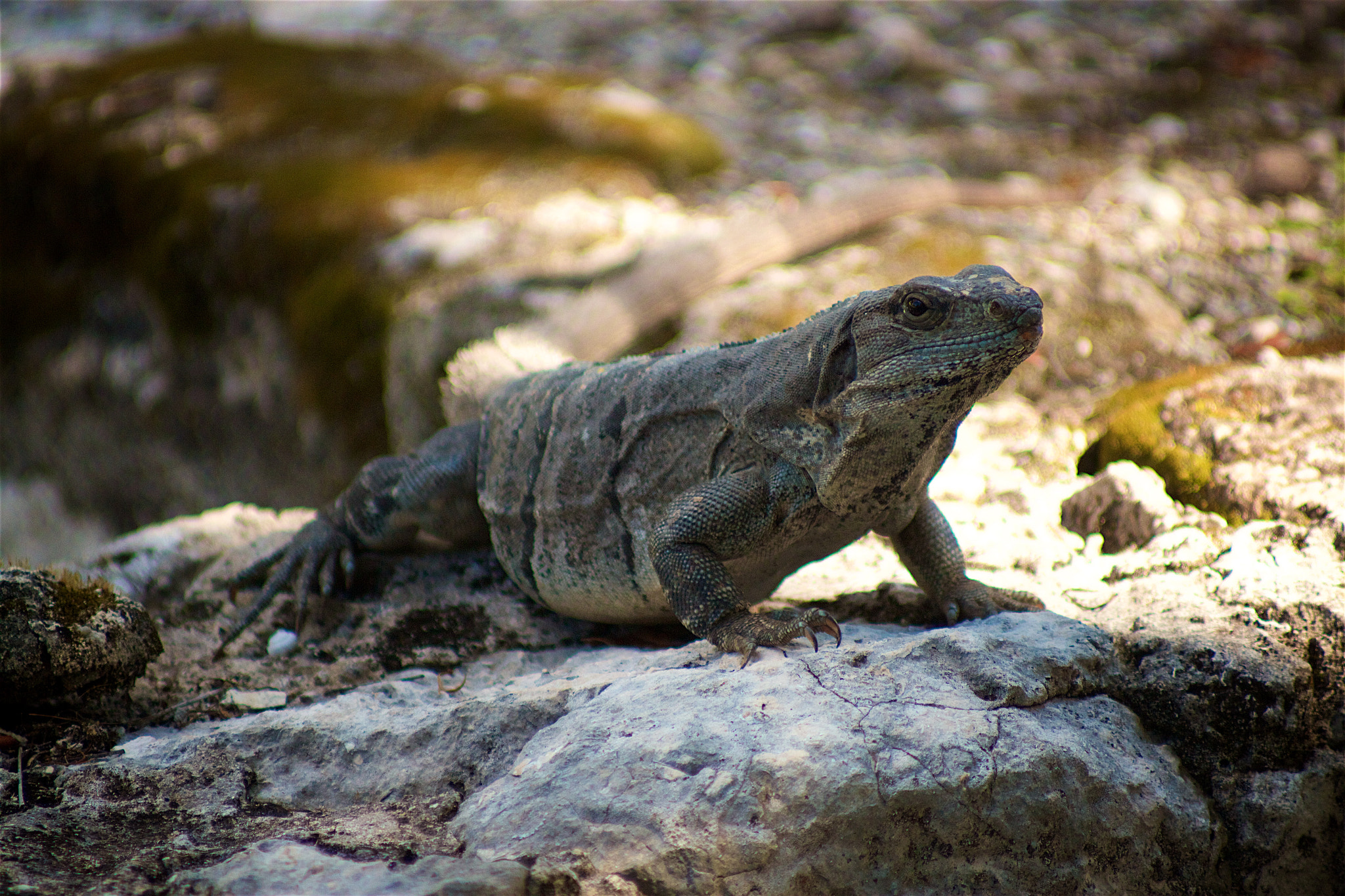 Canon EOS 550D (EOS Rebel T2i / EOS Kiss X4) + Canon EF 70-210mm f/4 sample photo. El meco? more like el gekko. photography