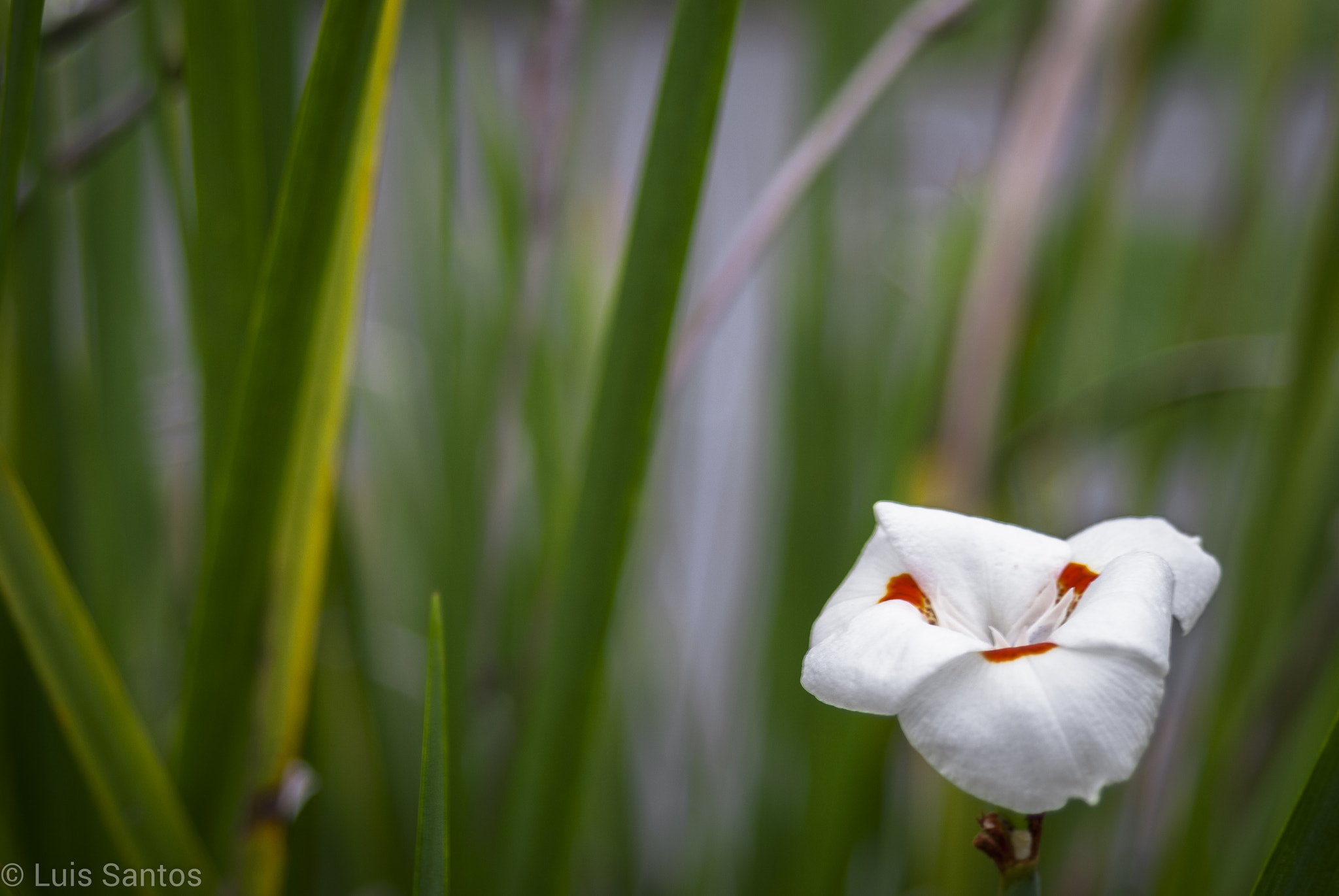 AF Zoom-Nikkor 35-80mm f/4-5.6D sample photo. Dsc photography