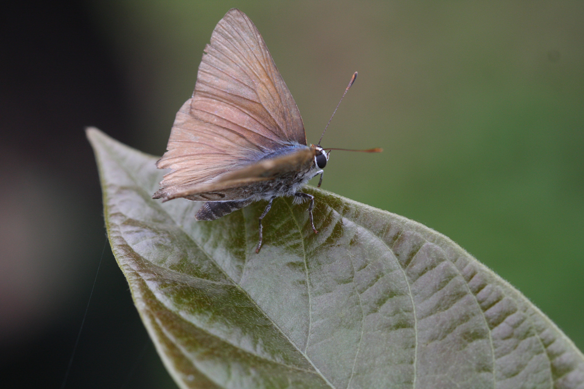 Canon EF 100mm F2.8 Macro USM sample photo. Hairstreak photography