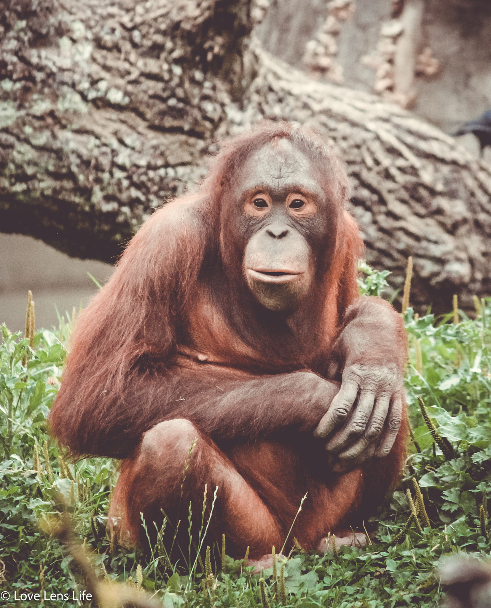 Canon EF-S 55-250mm F4-5.6 IS sample photo. Monkey madness photography