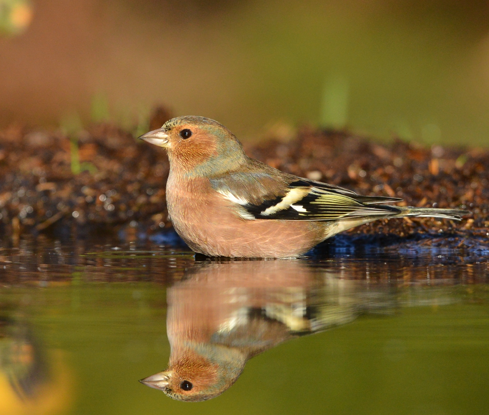 Nikon D600 + Nikon AF-S Nikkor 500mm F4G ED VR sample photo. Vink photography