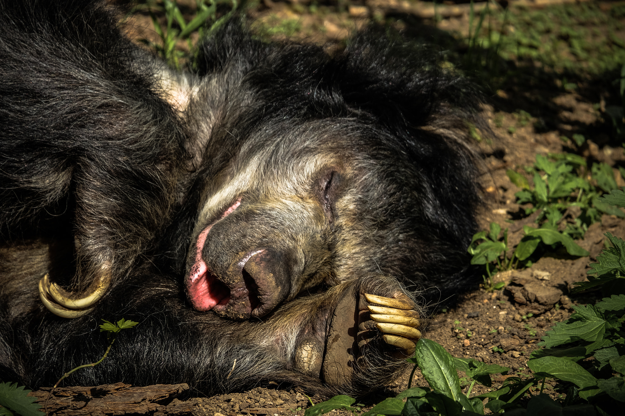 Fujifilm X-E2 + Fujifilm XC 50-230mm F4.5-6.7 OIS sample photo. Sloth bear photography