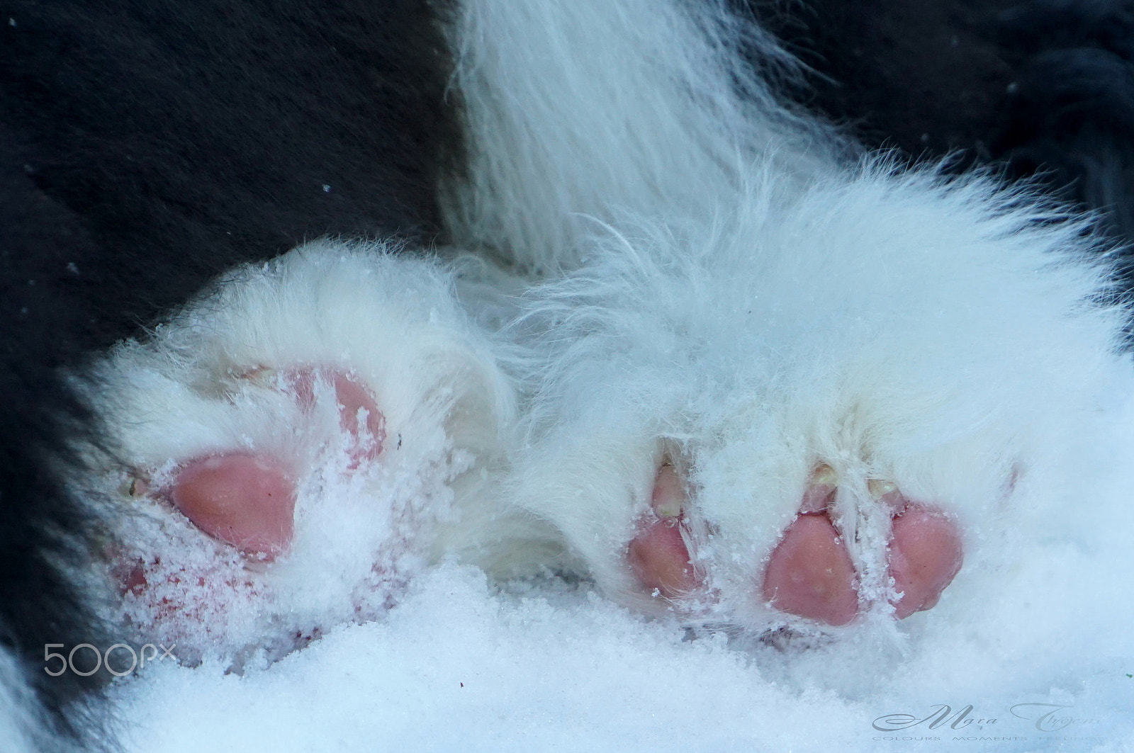 Sony E 18-200mm F3.5-6.3 OSS sample photo. Puppy's little paws photography