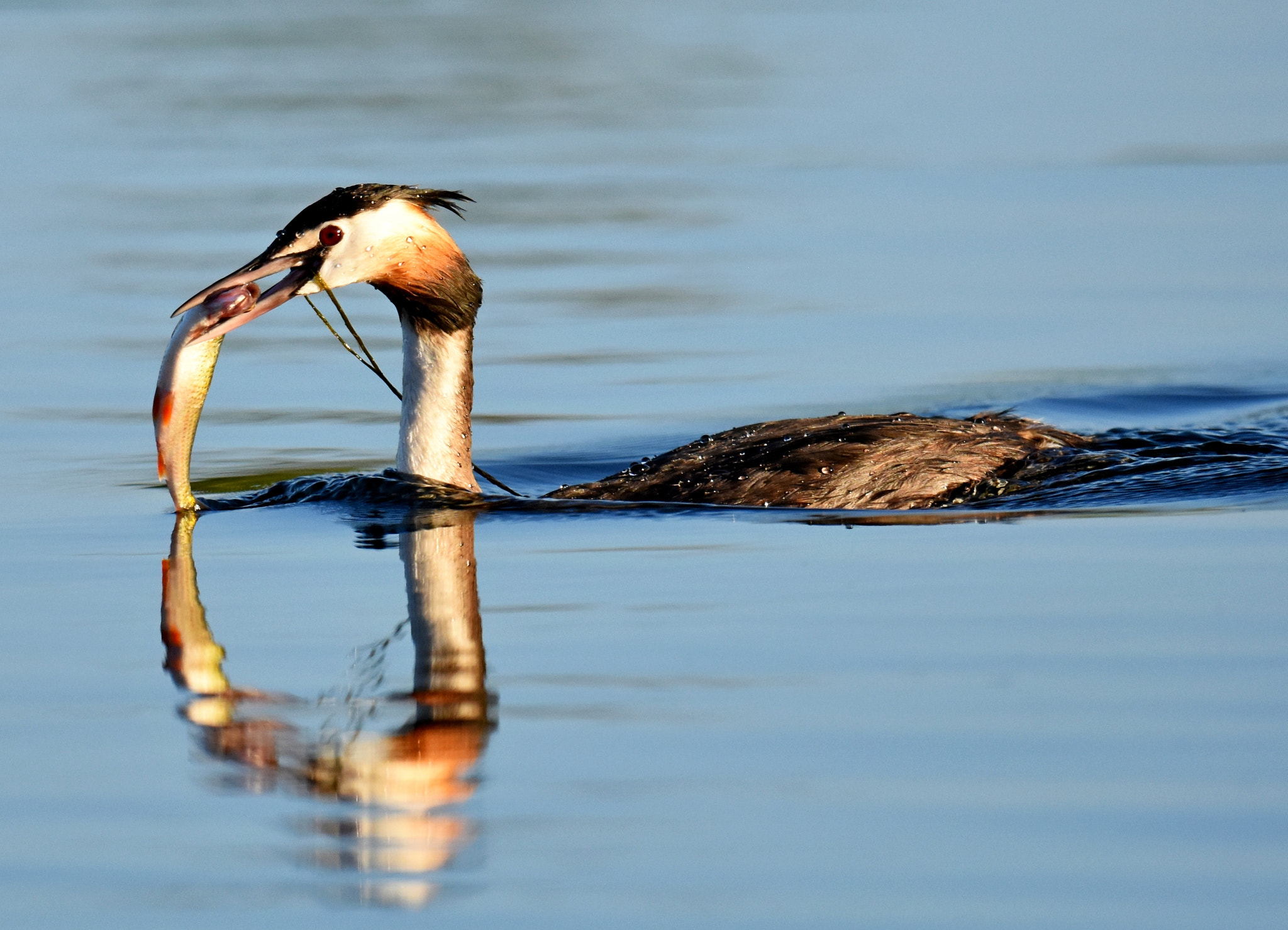 Nikon D7200 + Nikon AF-S Nikkor 600mm F4G ED VR sample photo. Great crested grebe photography