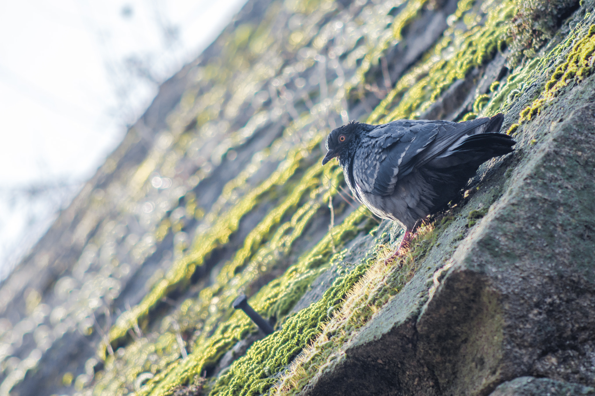 Nikon D7200 + AF Nikkor 70-210mm f/4-5.6 sample photo. Sunbathing pigeon photography