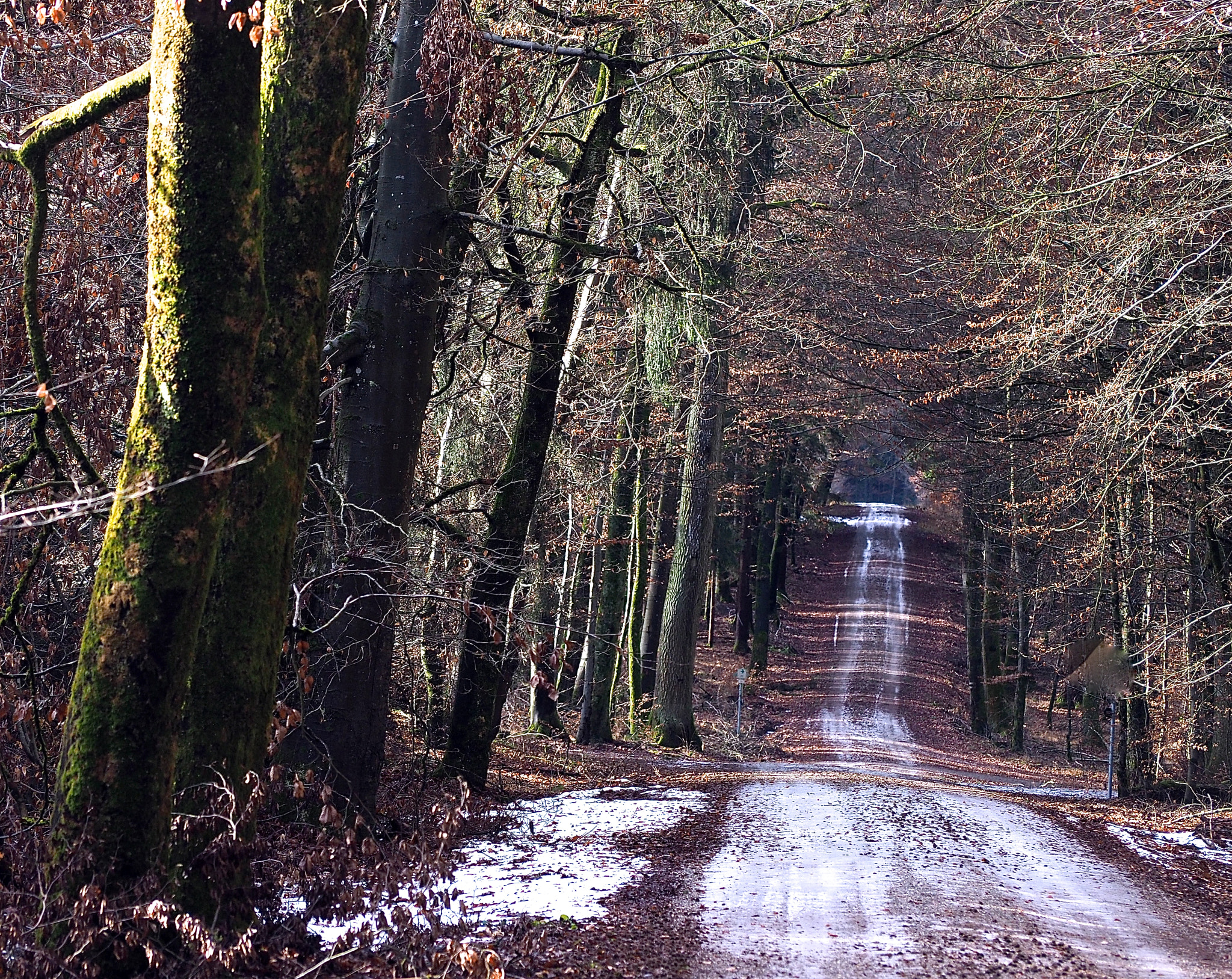 Olympus OM-D E-M5 II sample photo. Way through the woods photography