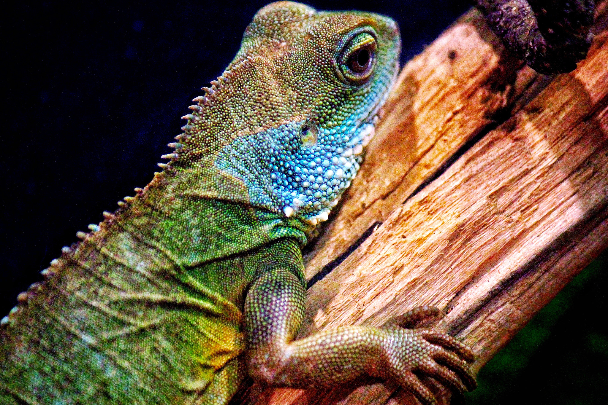 Canon EF-S 55-250mm F4-5.6 IS II sample photo. Lizard photography