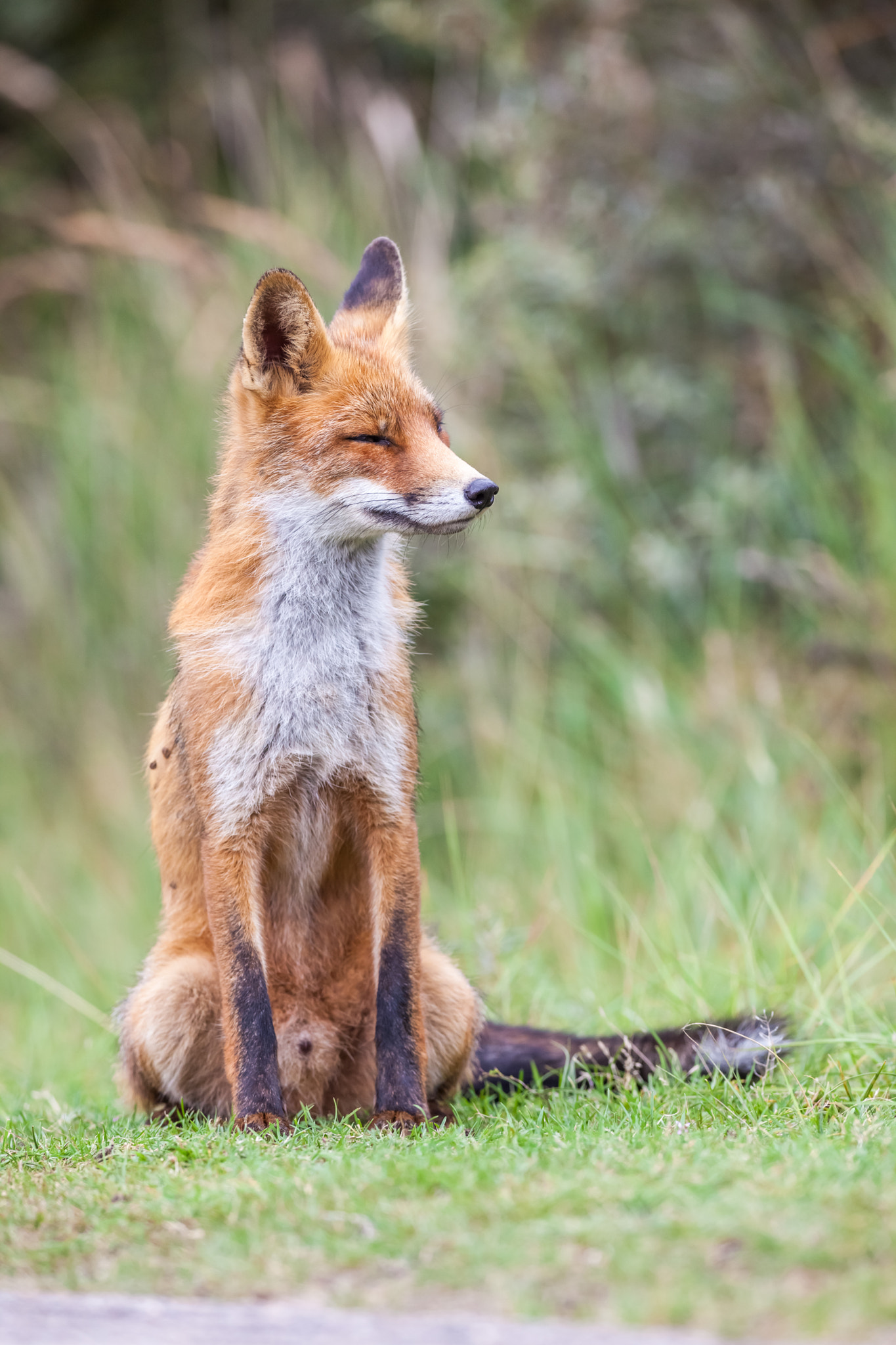 Canon EOS 5D Mark II + Canon EF 400mm f/2.8L sample photo. An red fox photography