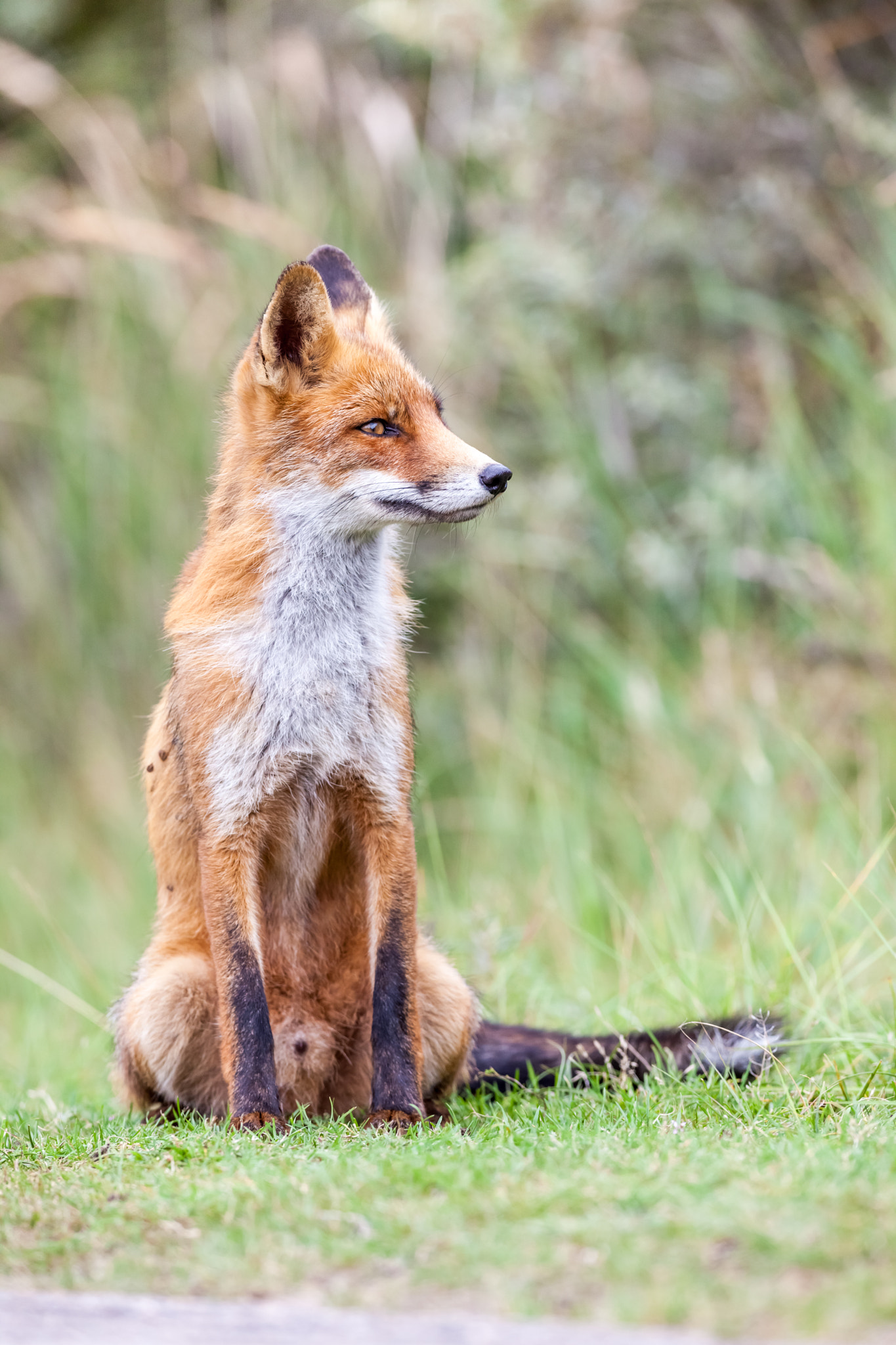 Canon EOS 5D Mark II + Canon EF 400mm f/2.8L sample photo. An red fox photography