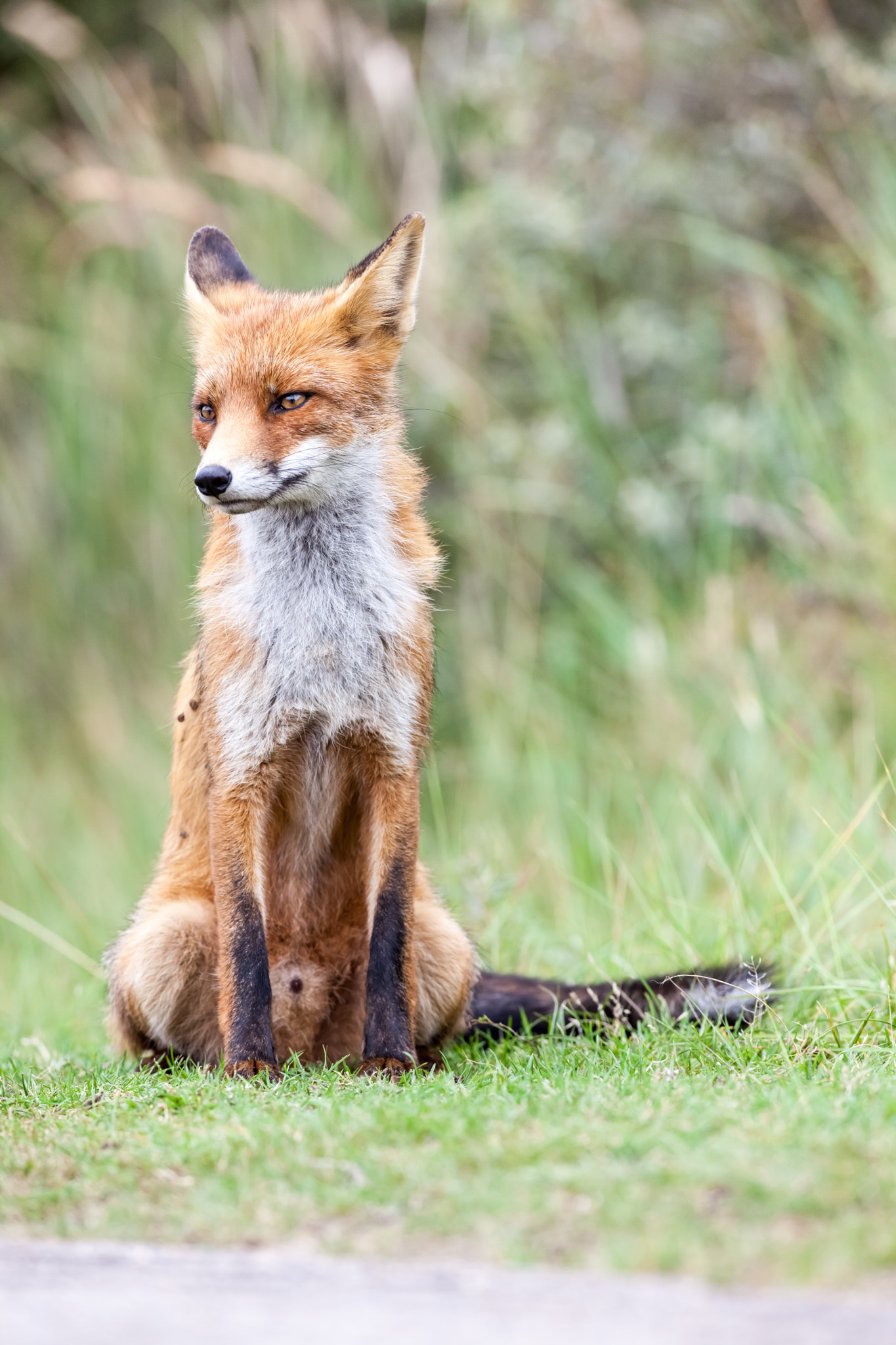 Canon EOS 5D Mark II + Canon EF 400mm f/2.8L sample photo. An red fox photography