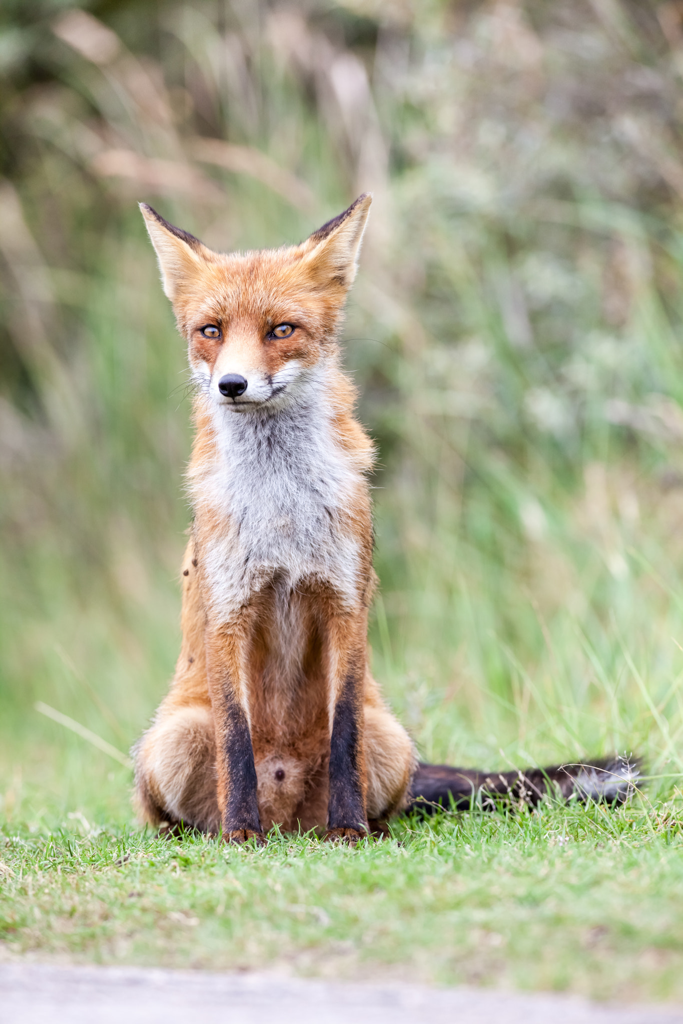 Canon EOS 5D Mark II + Canon EF 400mm f/2.8L sample photo. An red fox photography