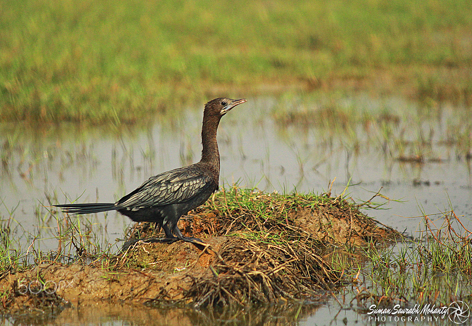 Canon EF-S 55-250mm F4-5.6 IS sample photo. Cormorant onward and upward photography