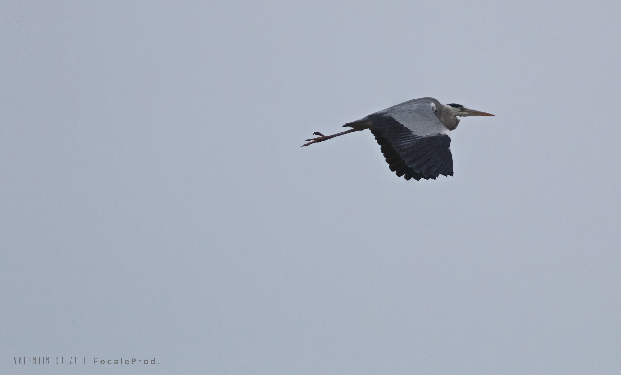 Canon EOS 70D + Canon EF 400mm F2.8L IS USM sample photo. Heron photography
