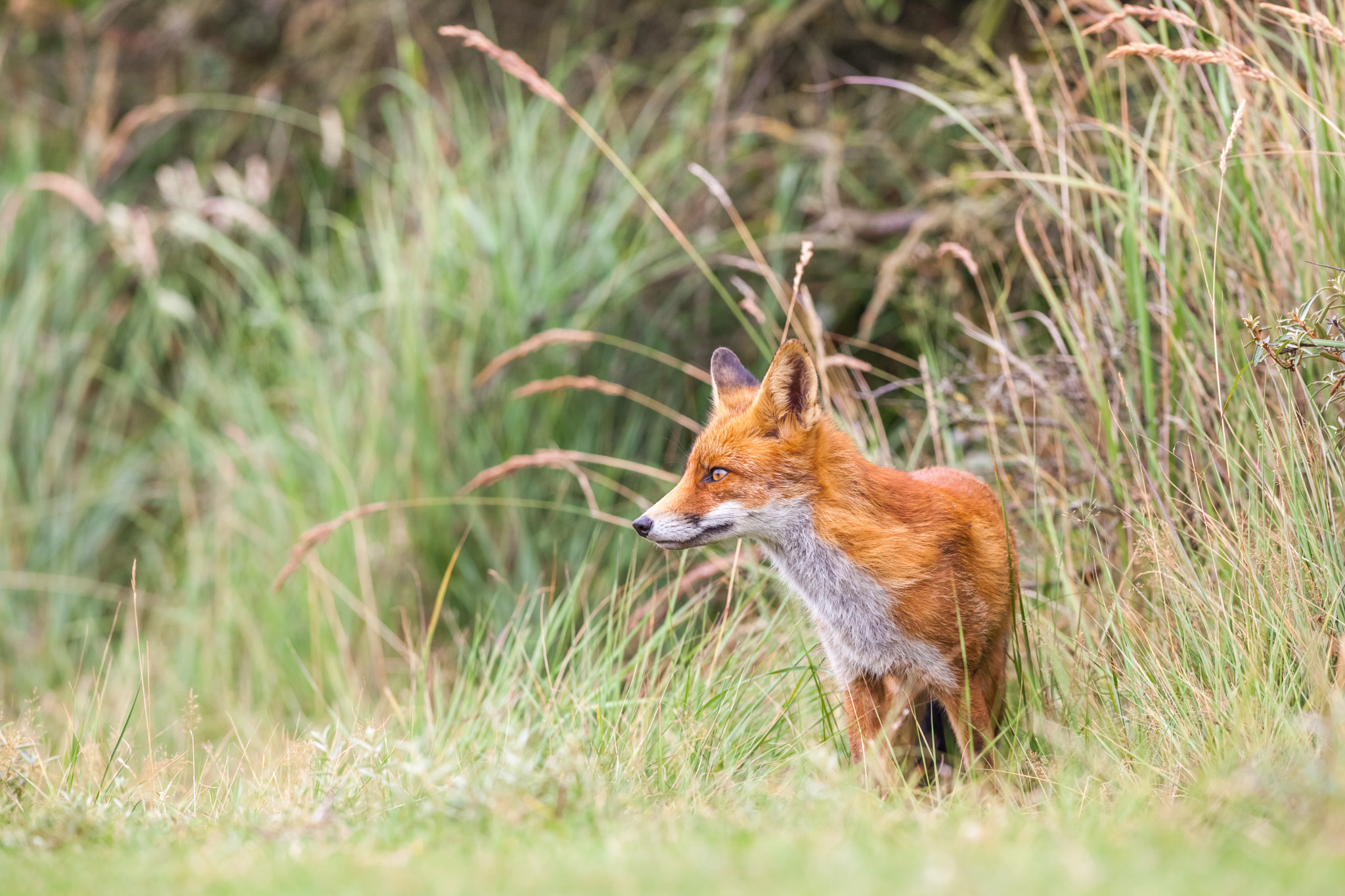 Canon EF 400mm f/2.8L sample photo. An red fox photography