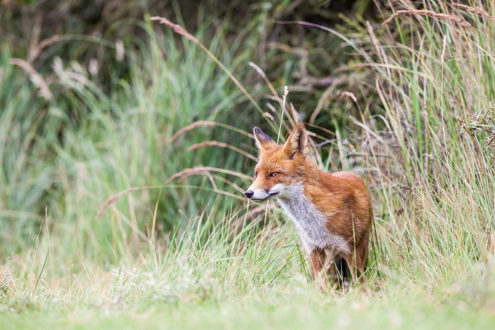 Canon EF 400mm f/2.8L sample photo. An red fox photography