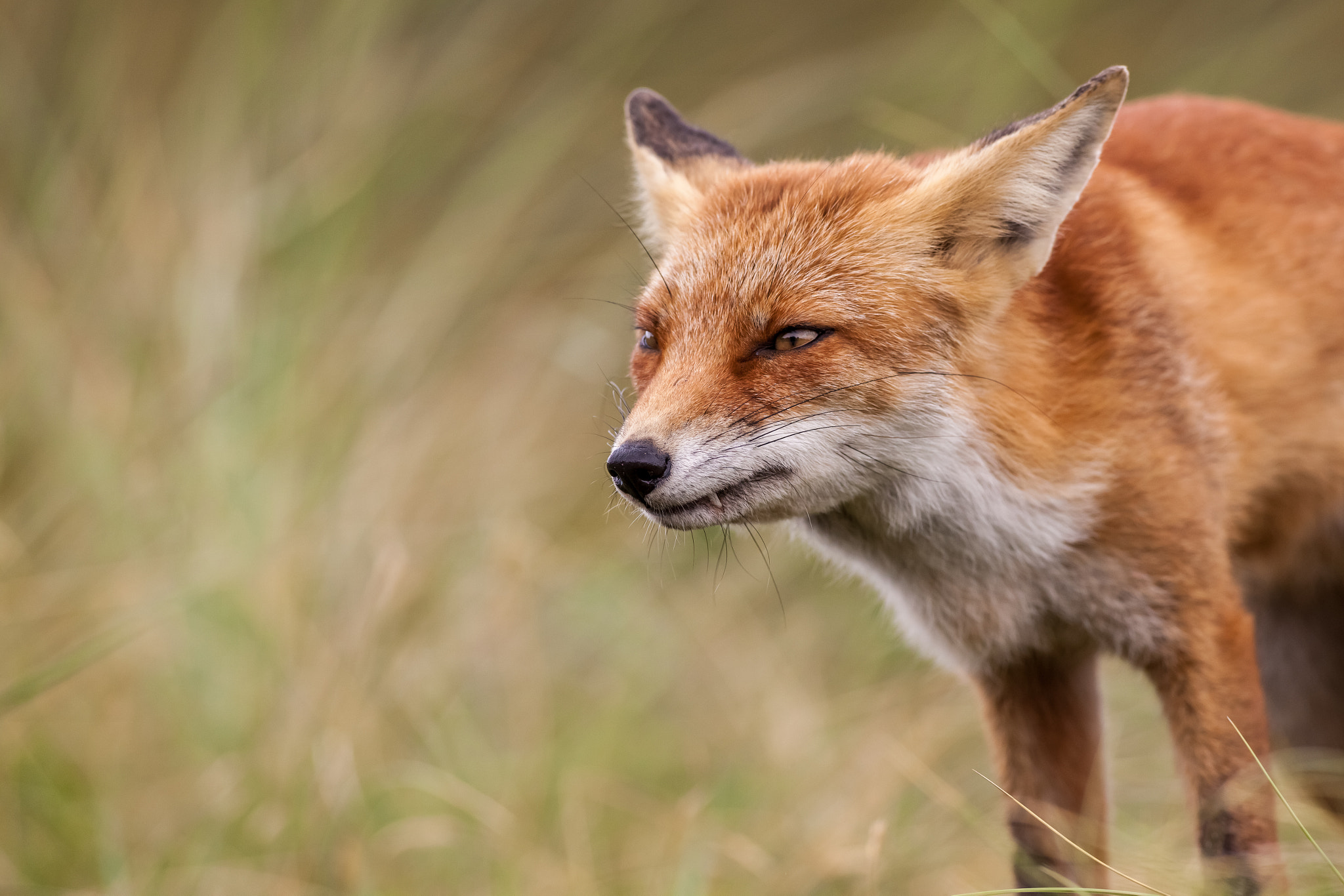 Canon EOS 5D Mark II + Canon EF 400mm f/2.8L sample photo. An red fox photography