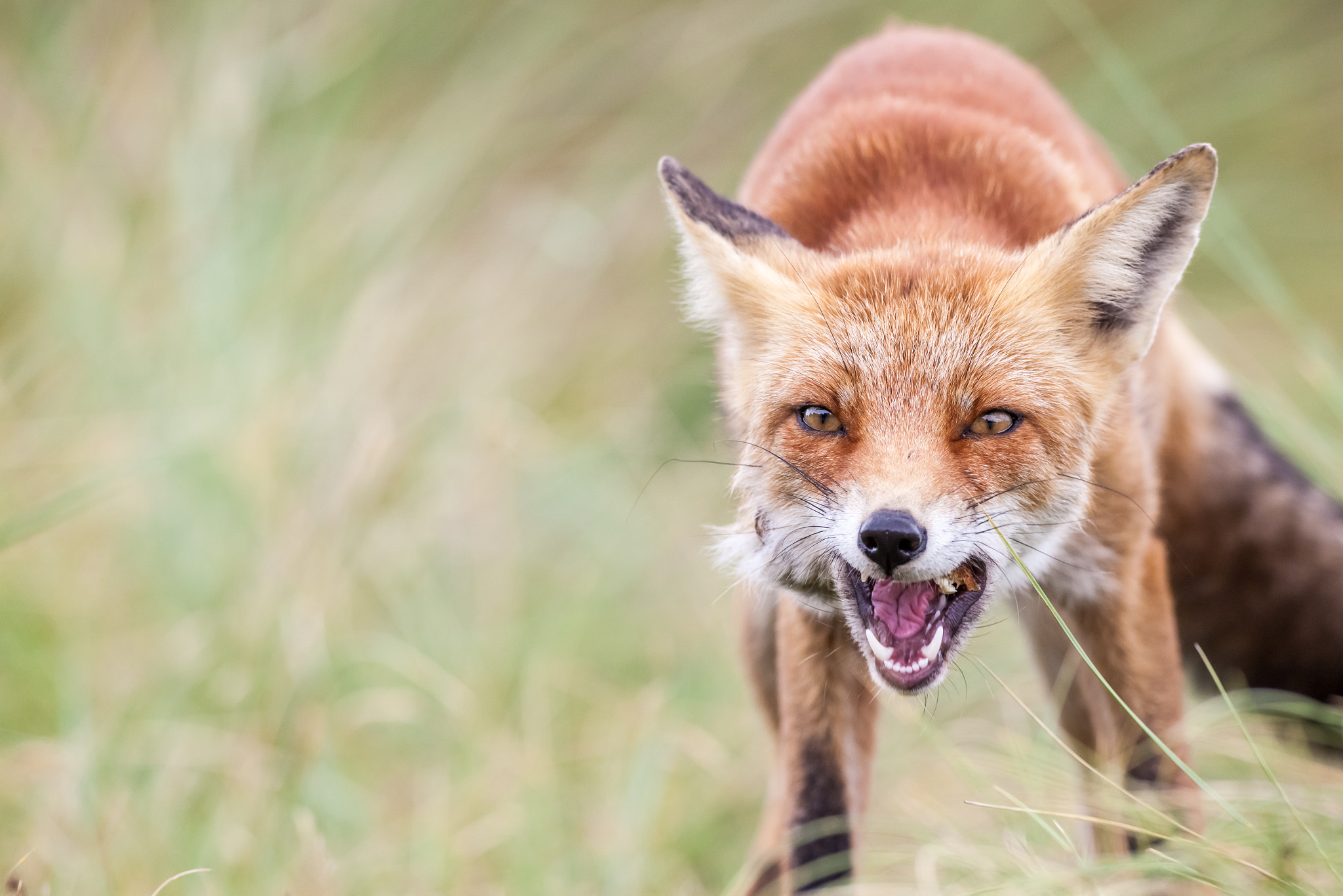 Canon EF 400mm f/2.8L sample photo. An red fox photography