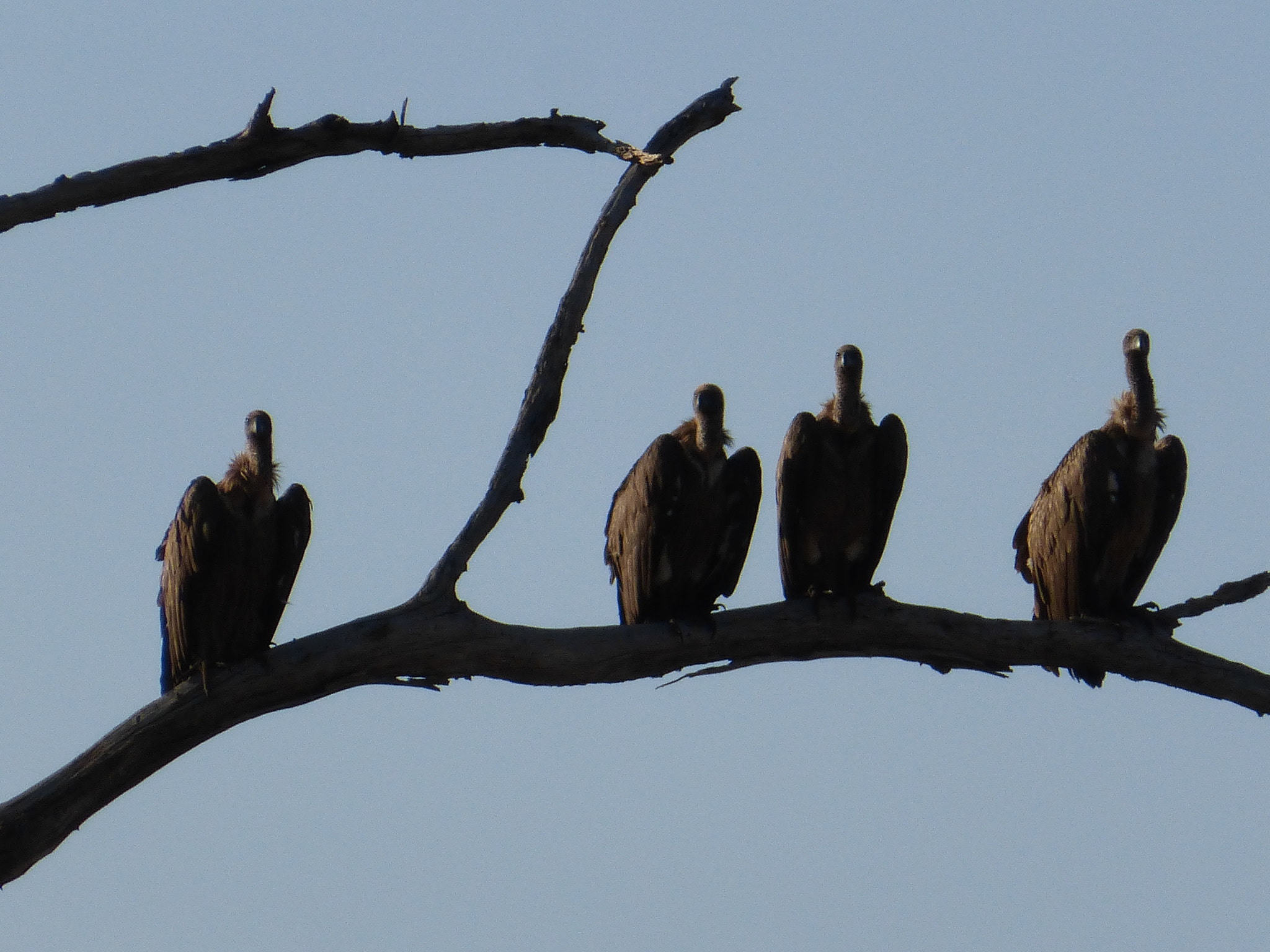 Panasonic Lumix DMC-ZS25 (Lumix DMC-TZ35) sample photo. Vultures photography