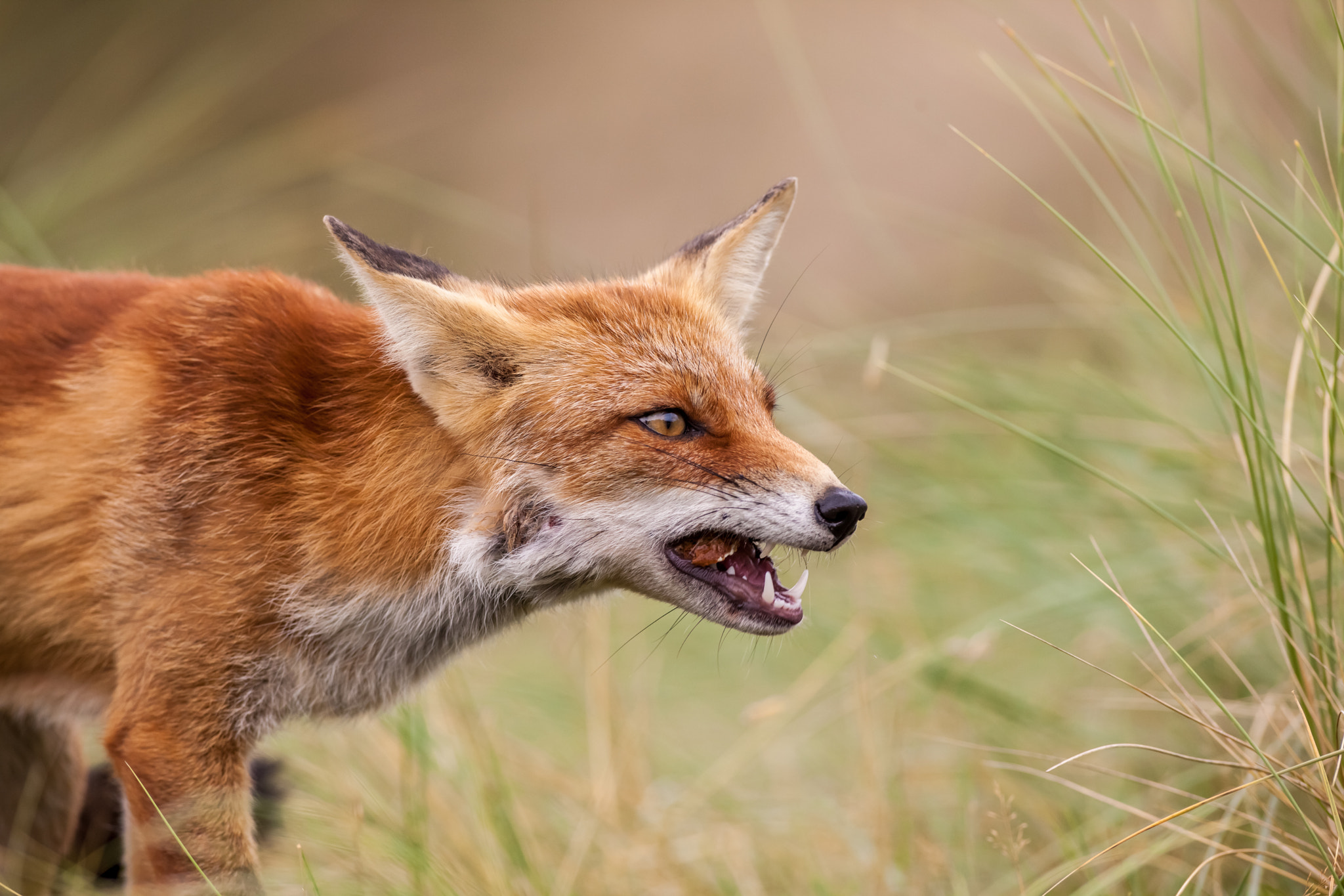 Canon EOS 5D Mark II + Canon EF 400mm f/2.8L sample photo. An red fox photography