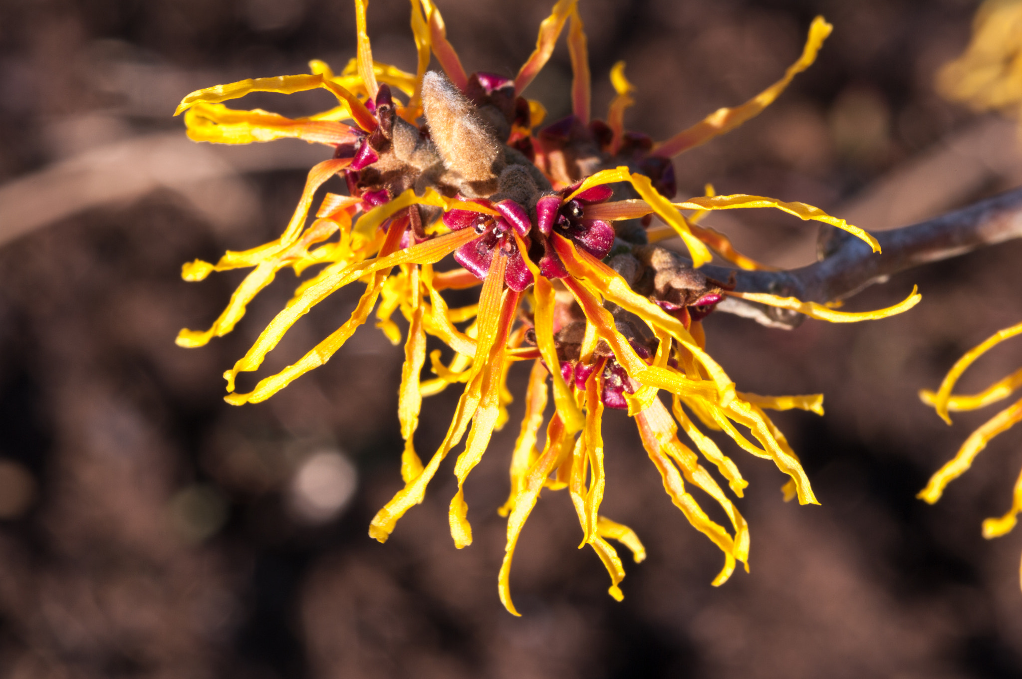 Pentax K-7 sample photo. Witch hazel flowers photography