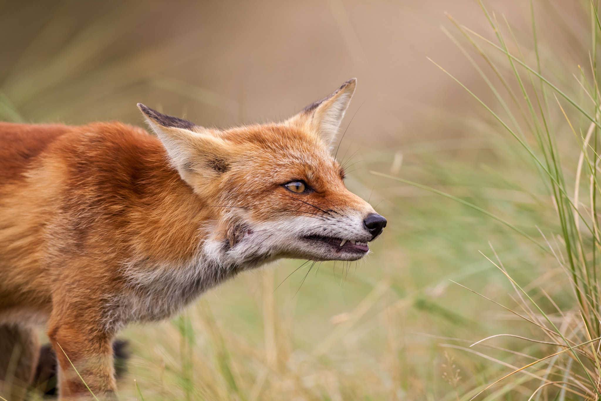 Canon EOS 5D Mark II + Canon EF 400mm f/2.8L sample photo. An red fox photography