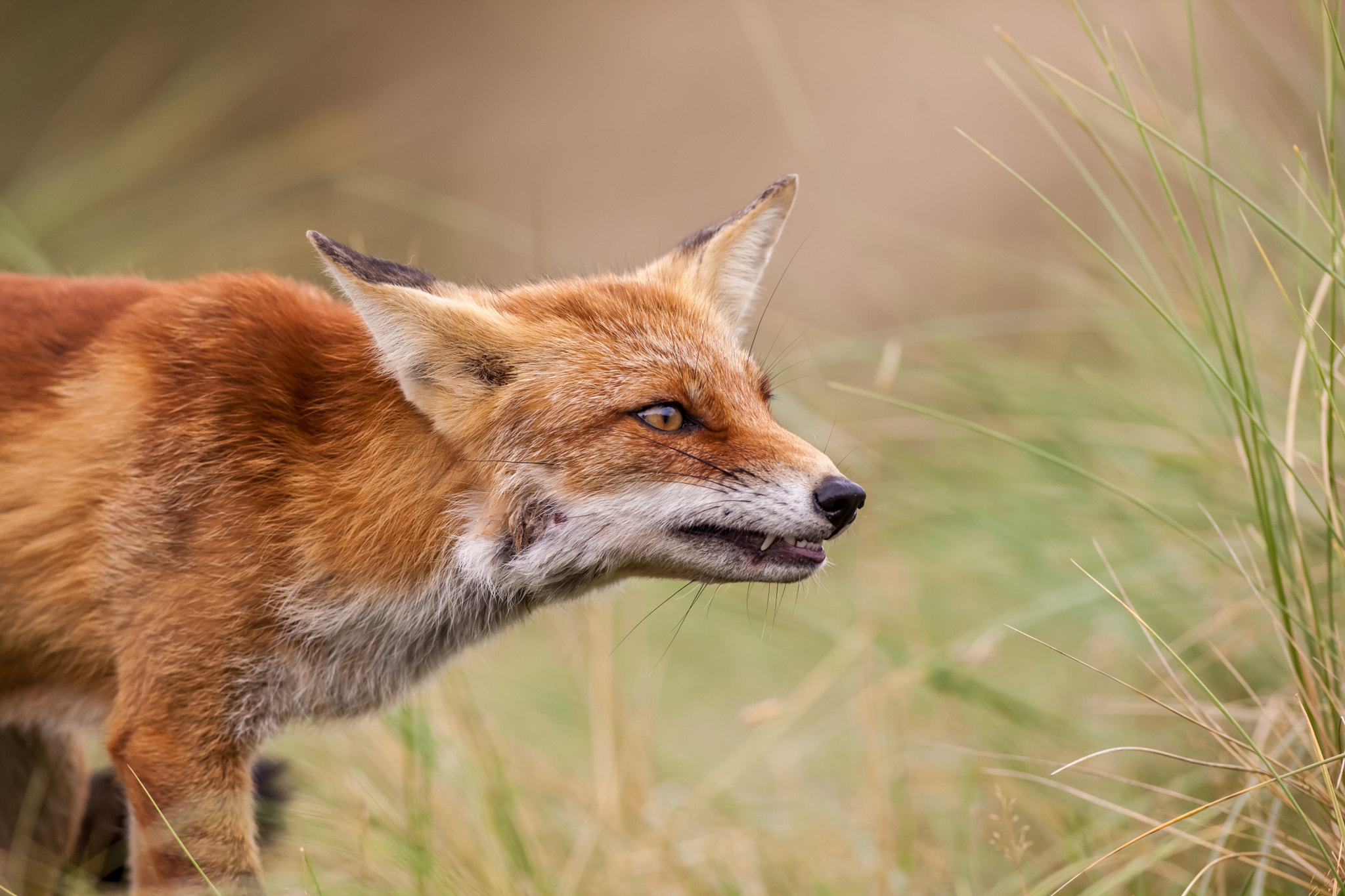 Canon EF 400mm f/2.8L sample photo. An red fox photography