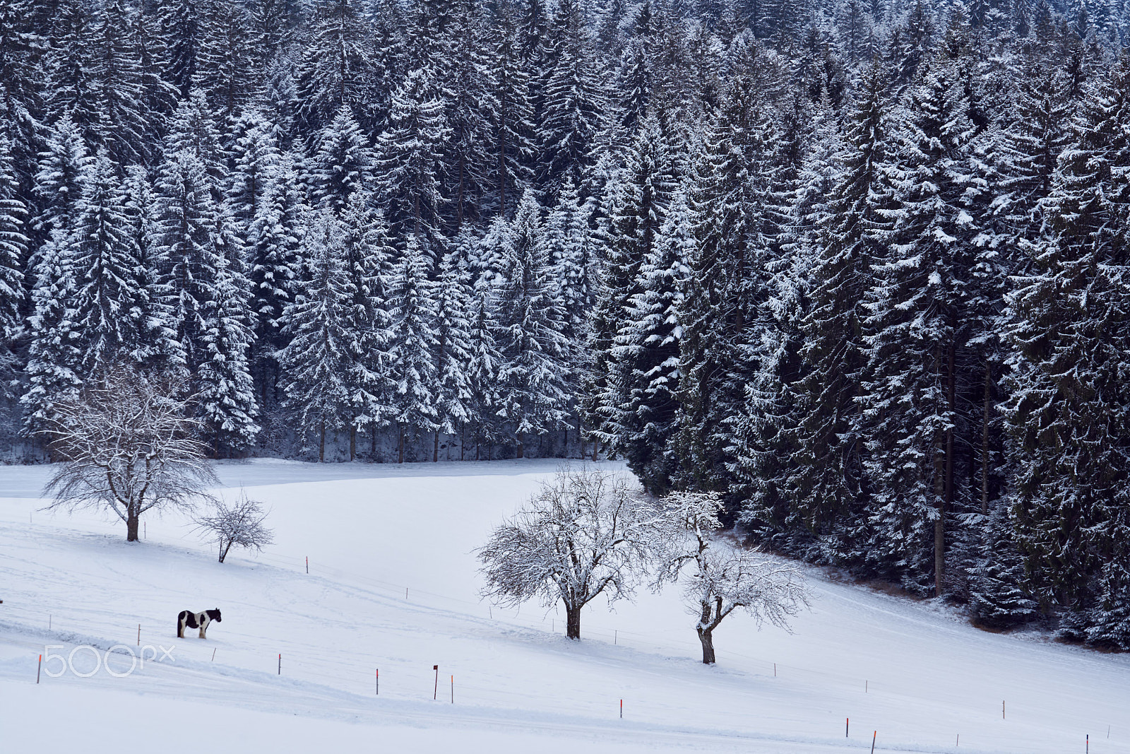 Sony FE 70-200mm F4 G OSS sample photo. The pony and the forest photography