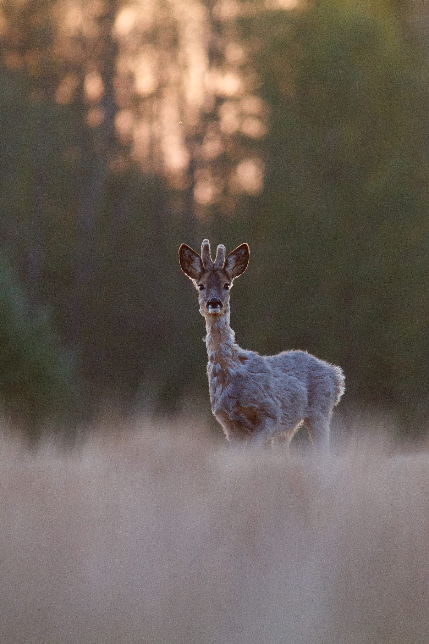 Canon EF 300mm F4L IS USM sample photo. Evening mood photography