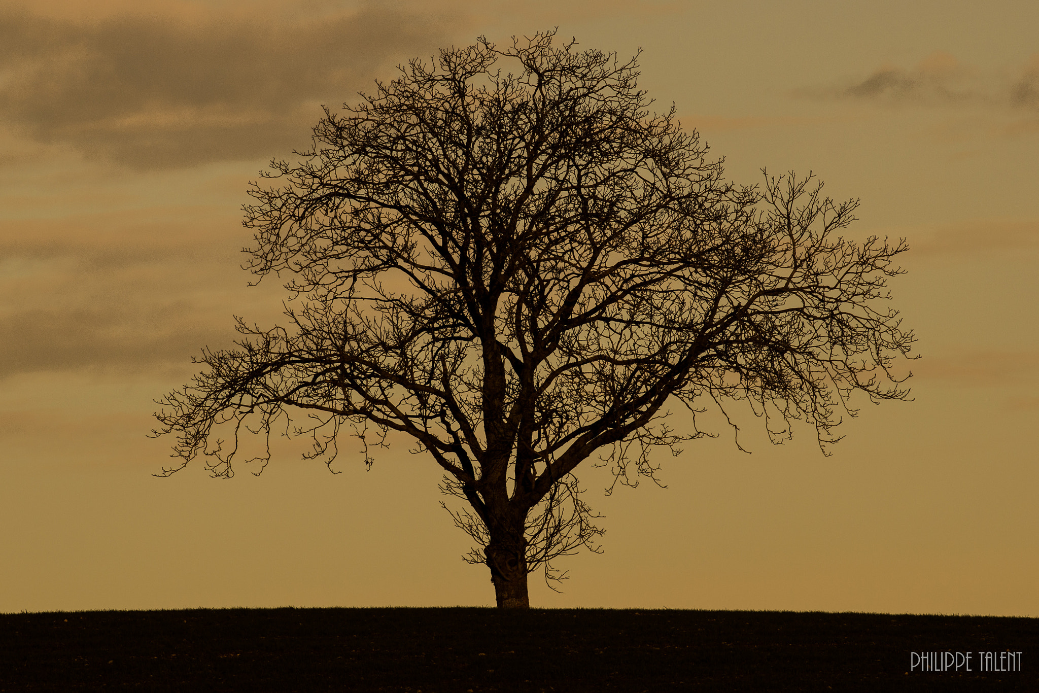 Canon EOS 60D + Canon EF 200mm F2.8L II USM sample photo. Tree photography