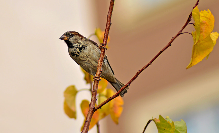 Nikon D5000 sample photo. Bird photography