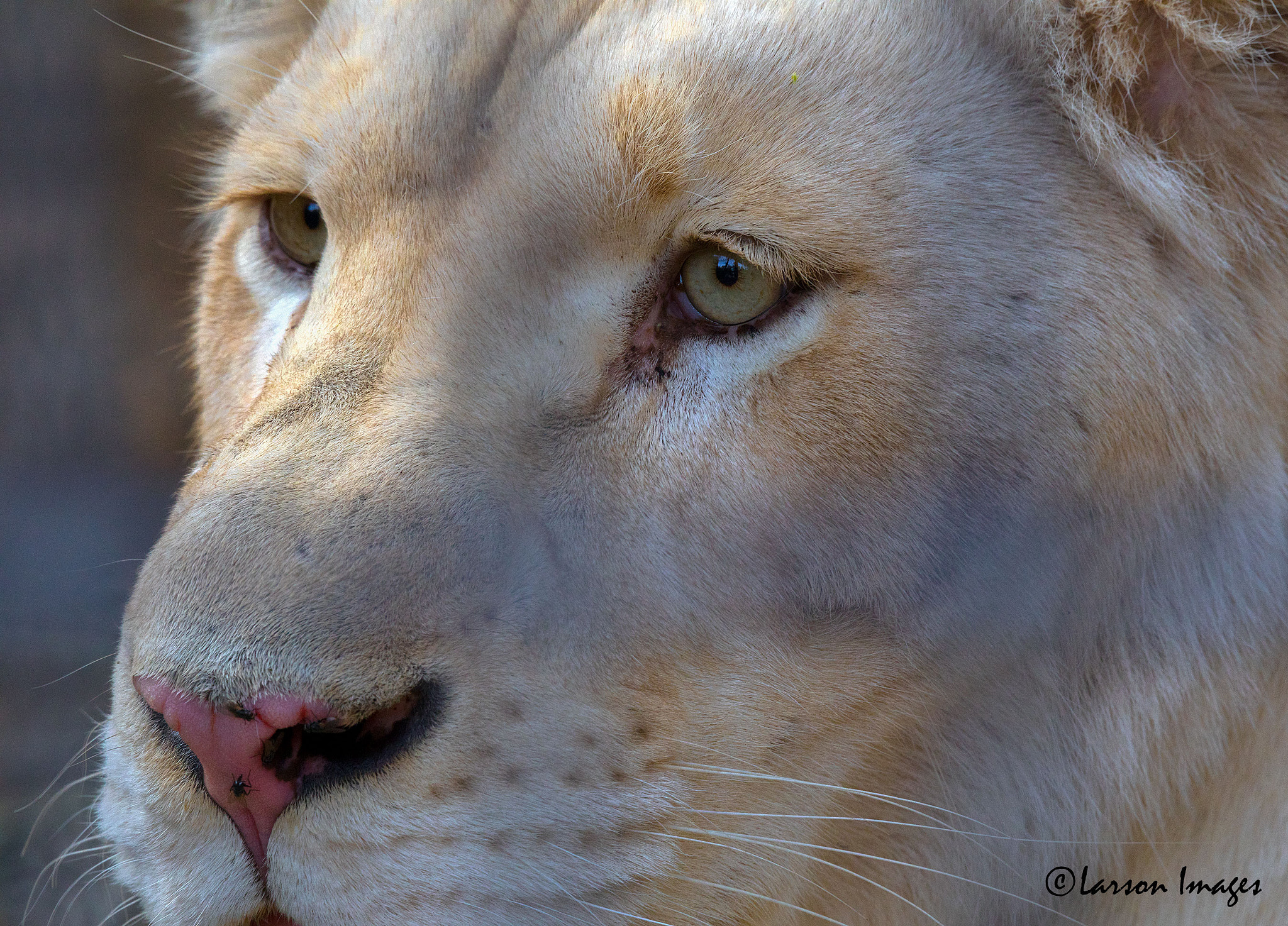 Tamron SP 150-600mm F5-6.3 Di VC USD sample photo. Lioness photography