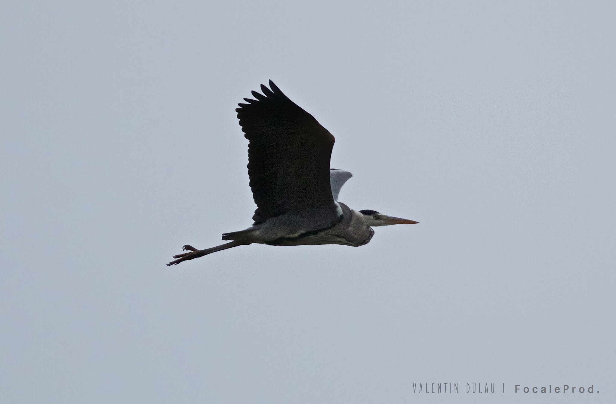 Canon EOS 70D + Canon EF 400mm F2.8L IS USM sample photo. Heron photography