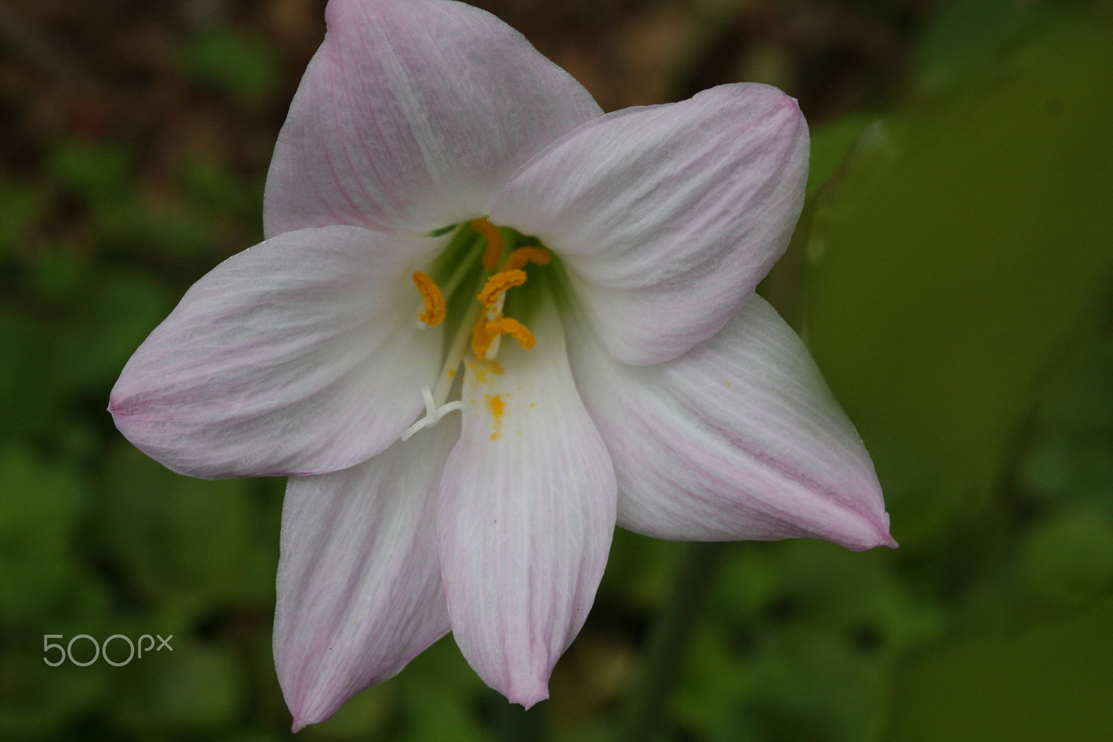 Canon EF 100mm F2.8 Macro USM sample photo. Storm lily photography