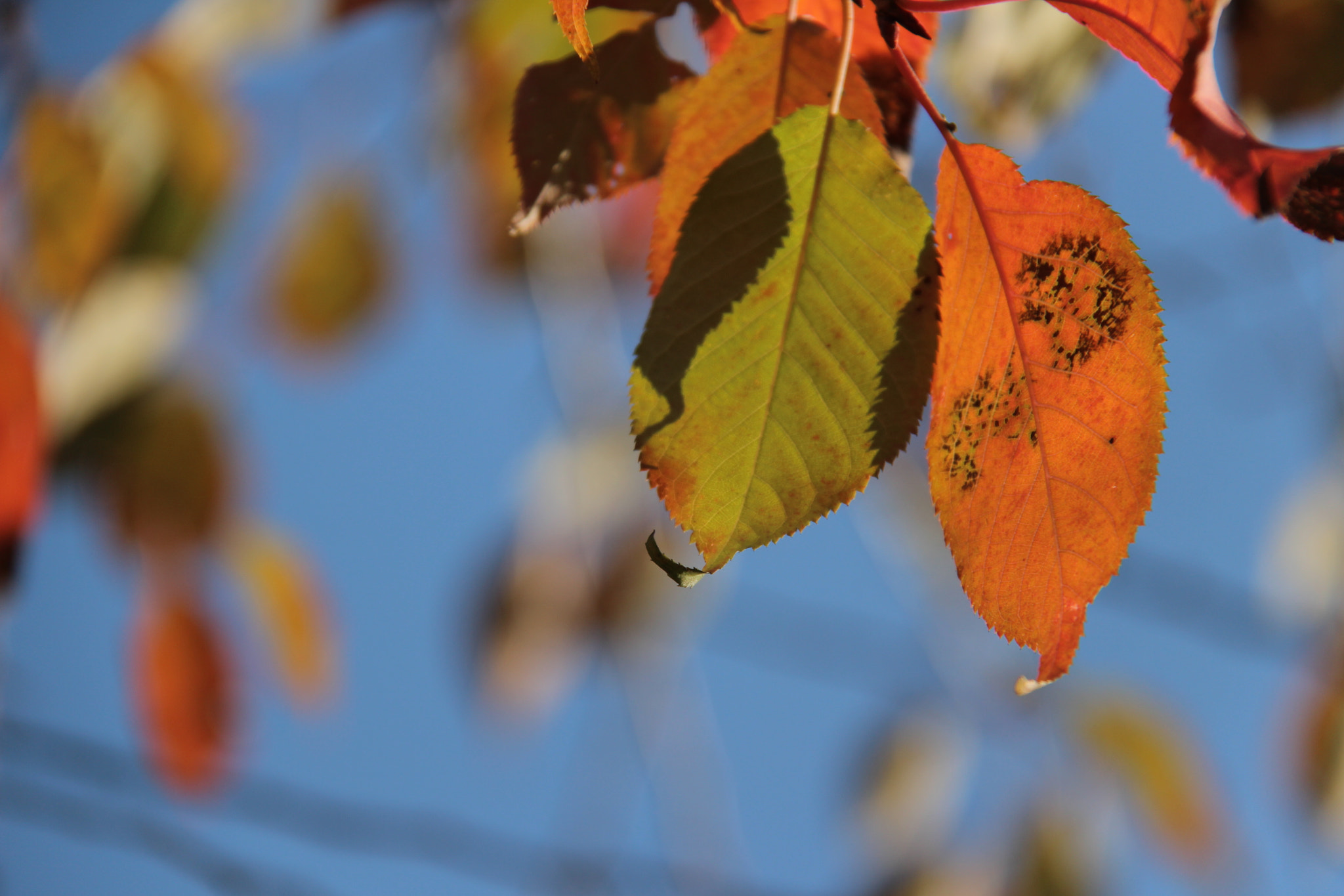 Canon EF-S 18-200mm F3.5-5.6 IS sample photo. 가을`````아름다운색 photography