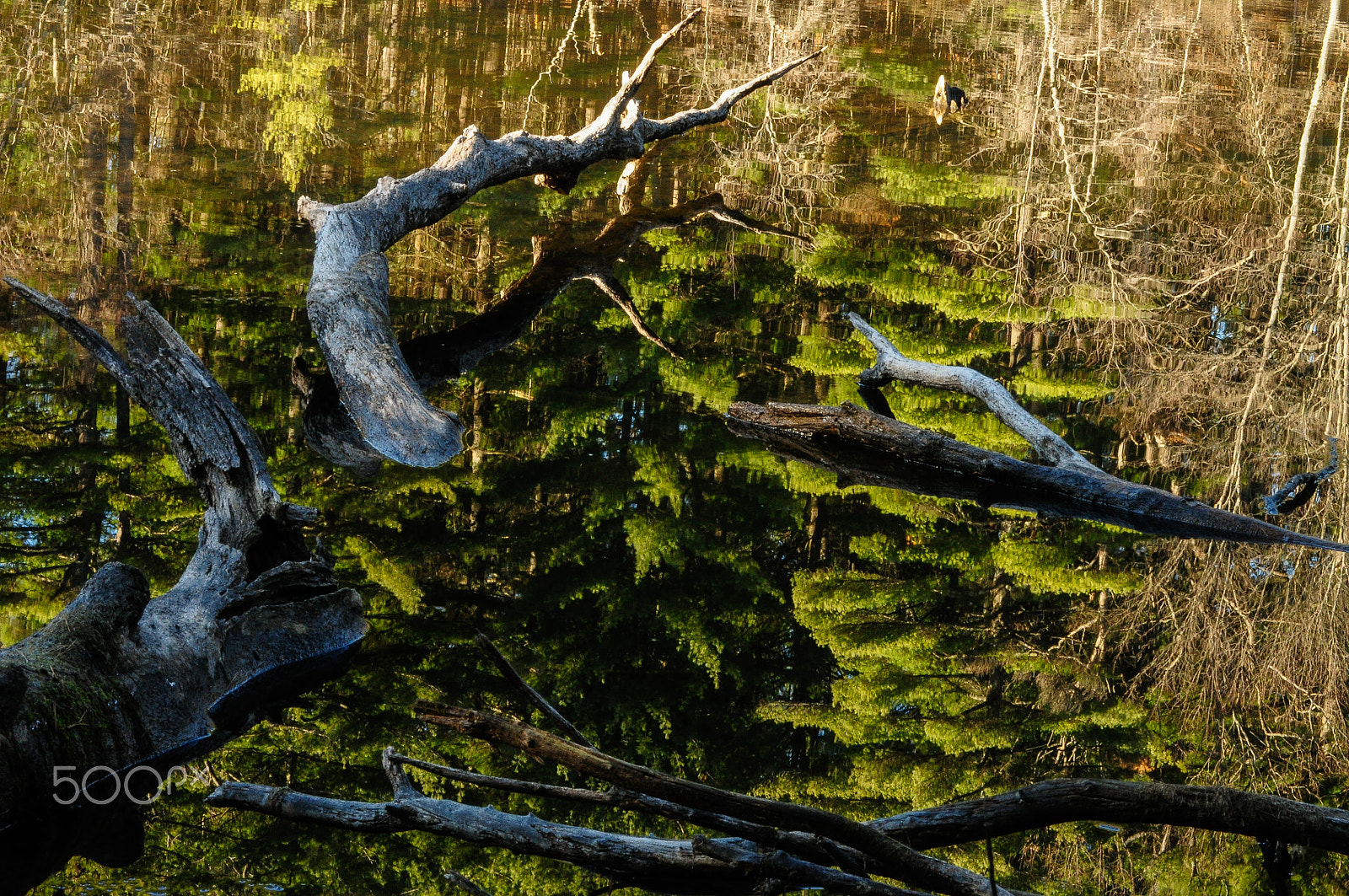 AF Zoom-Nikkor 75-300mm f/4.5-5.6 sample photo. Reflections photography