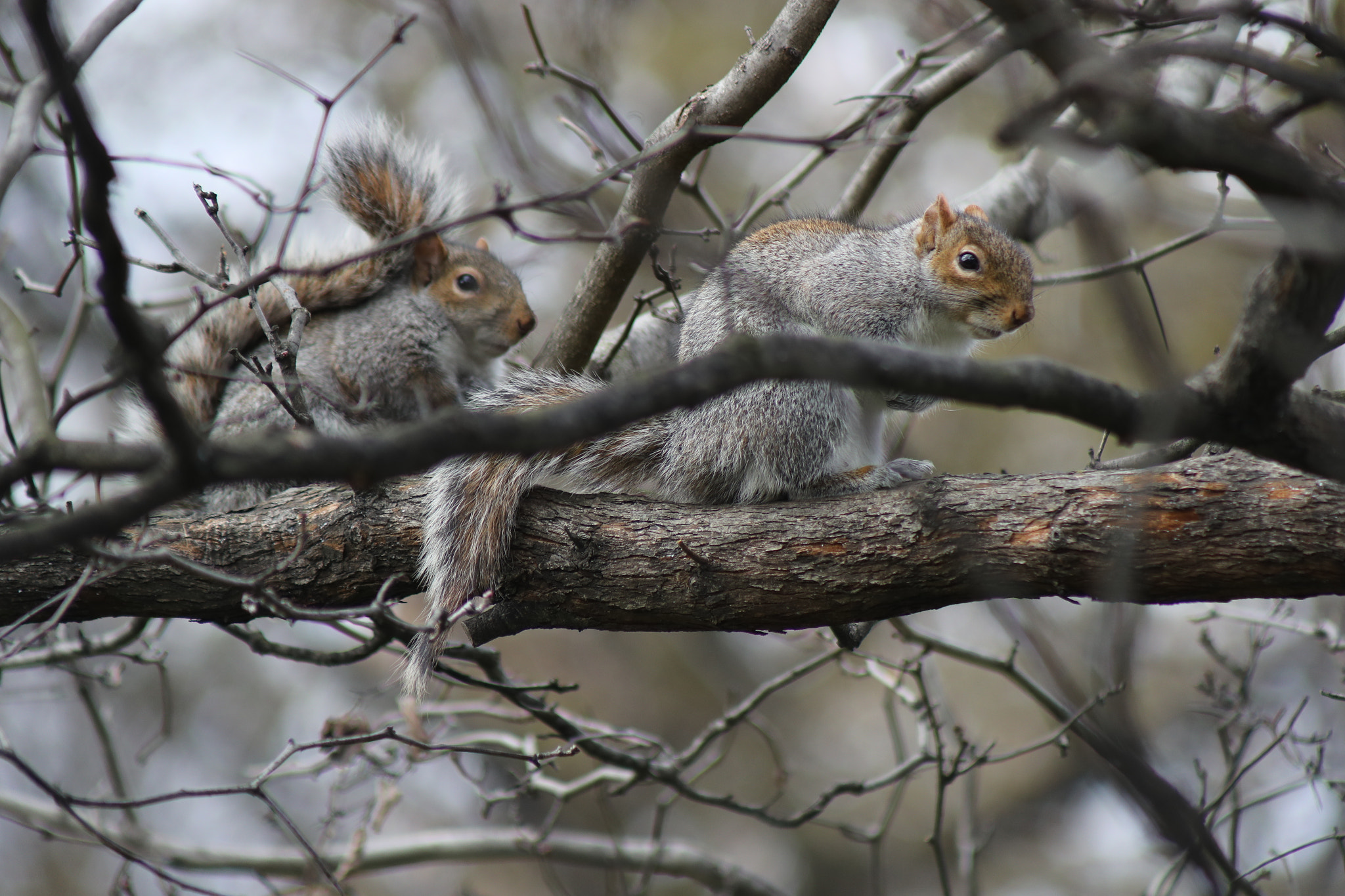 Canon EOS-1D X Mark II sample photo. Two squirrels, central park photography