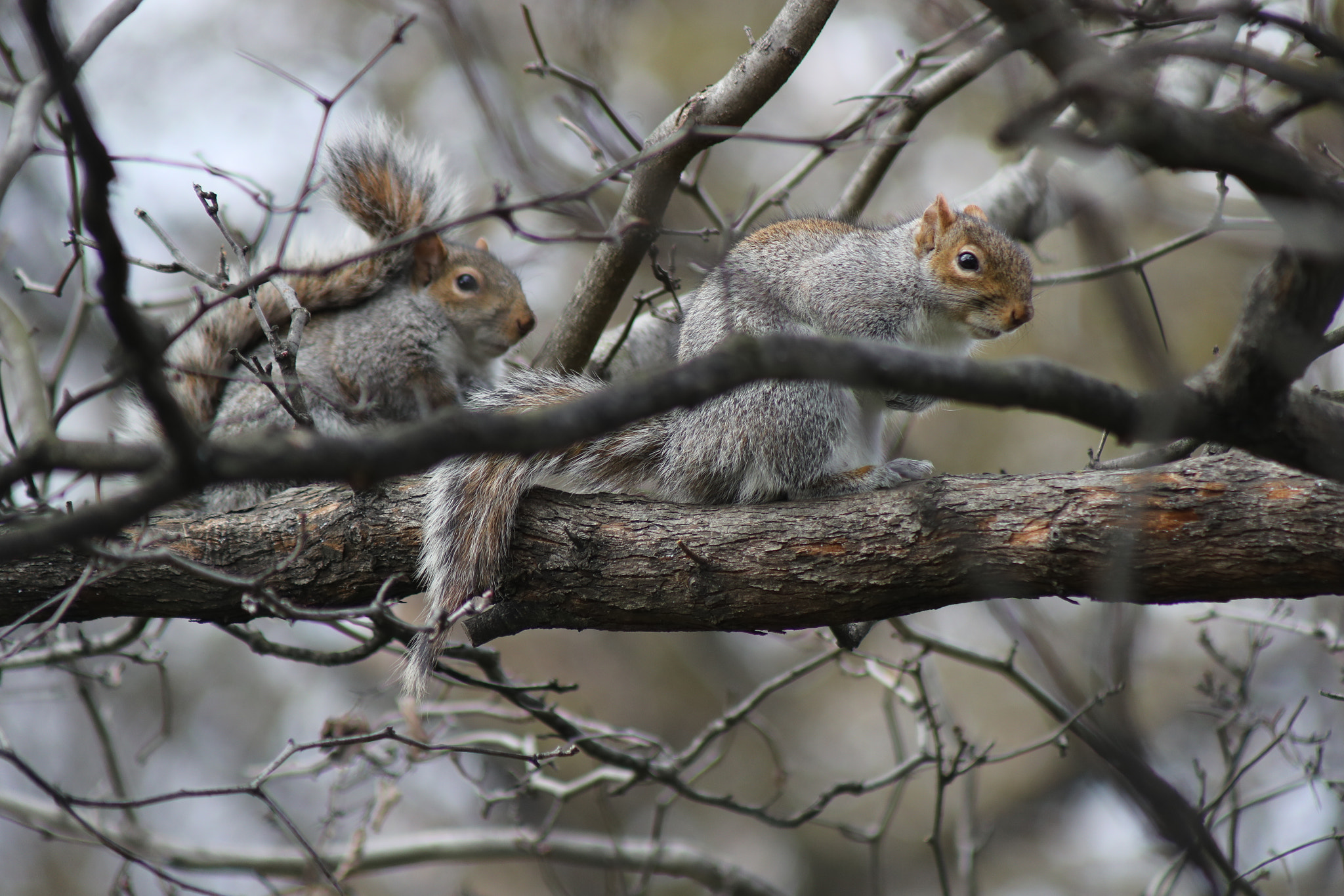 EF75-300mm f/4-5.6 sample photo. Two squirrels, central park photography